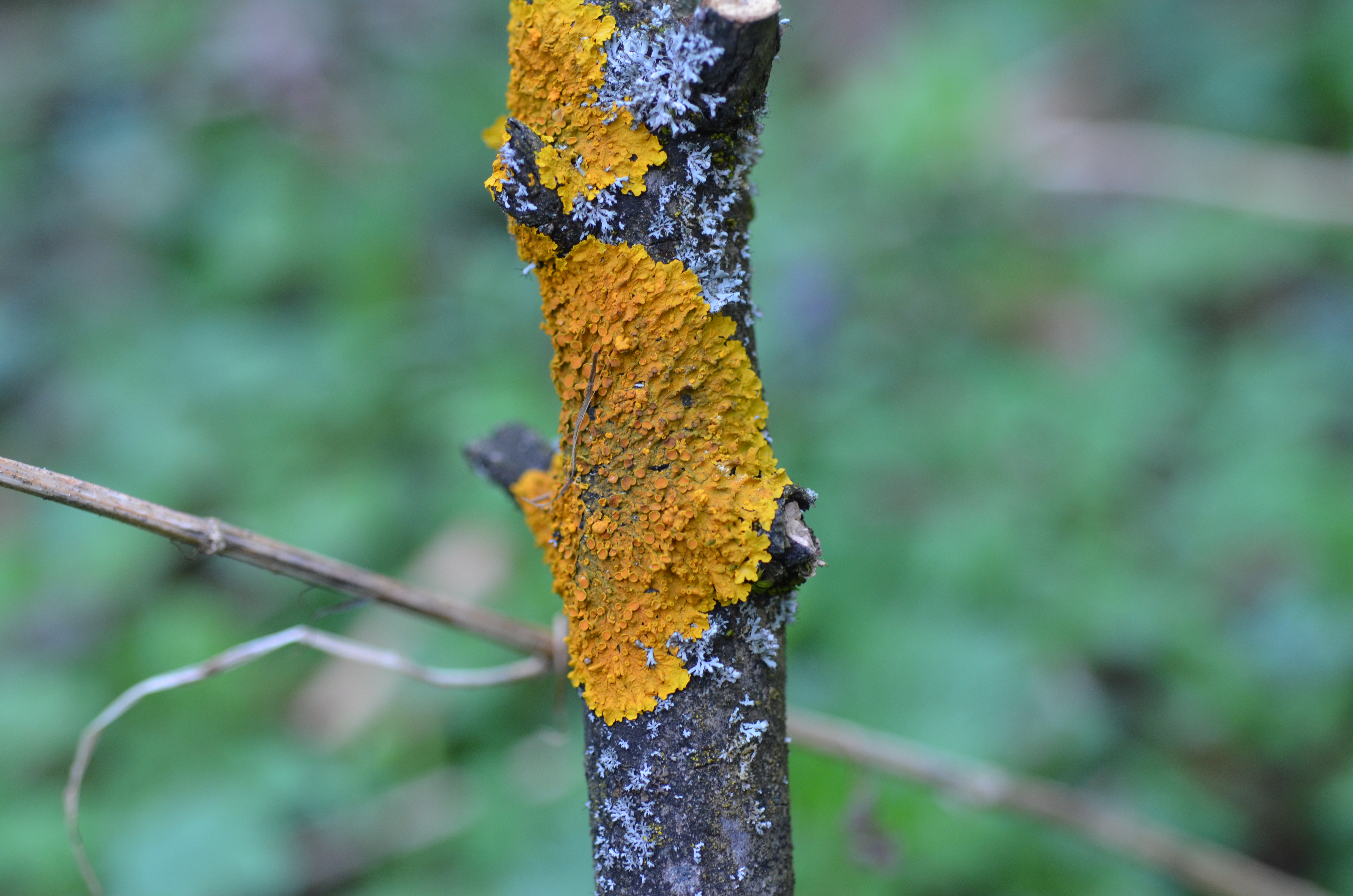 14052013161356 359 art 405 xanthoria parietina 2