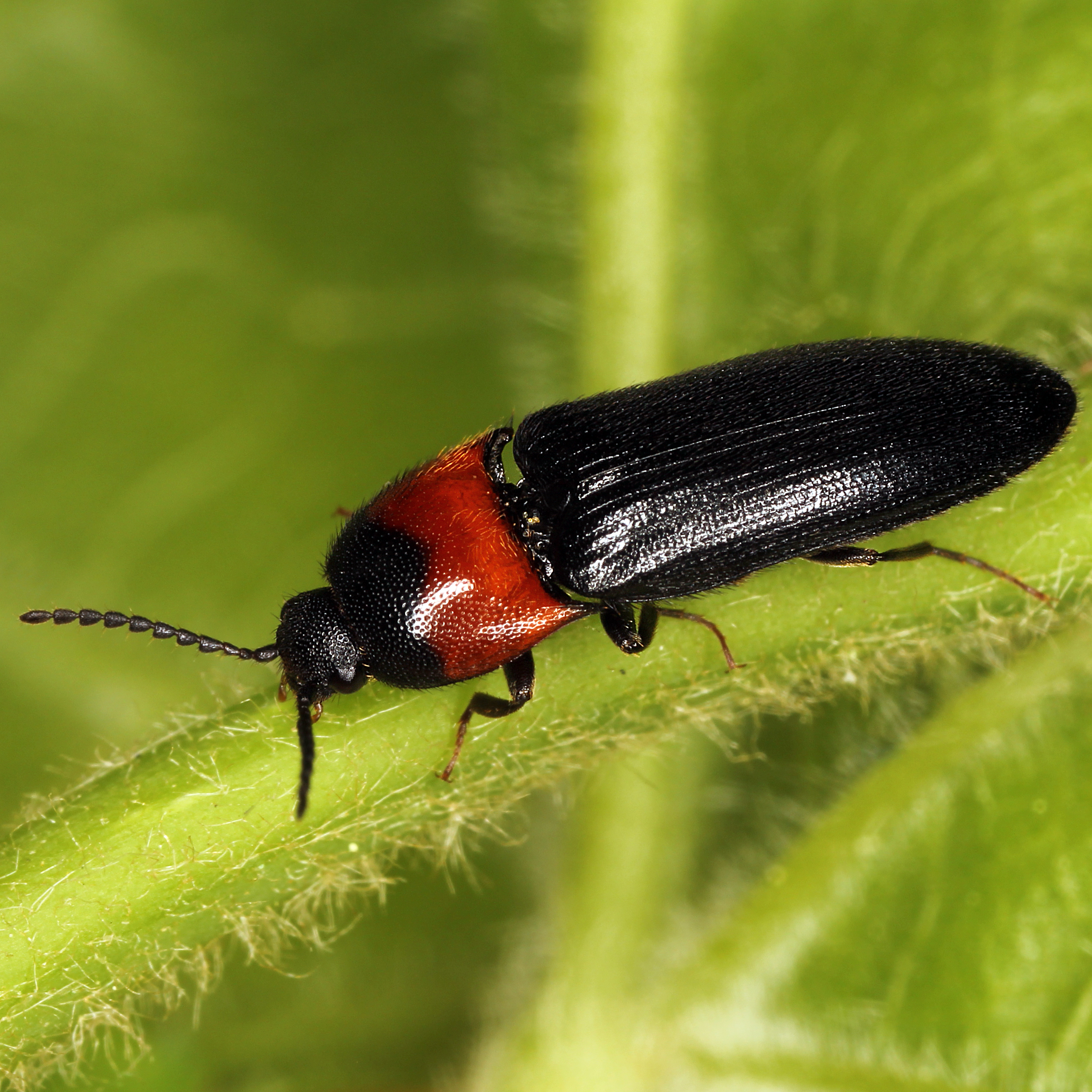 14052013161554 360 art 407 ampedus sinuatus