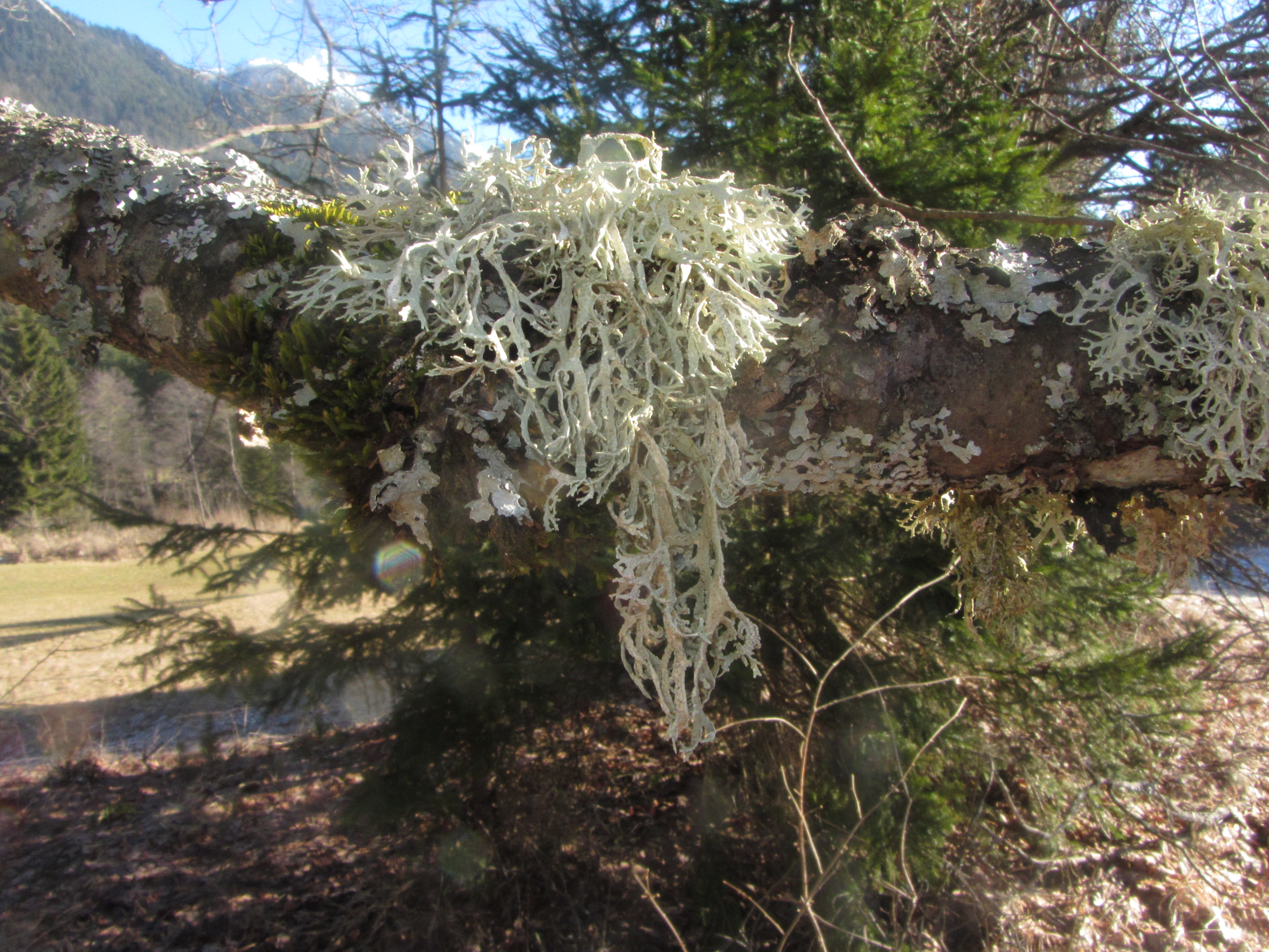 14052013163029 363 art 406 evernia prunastri