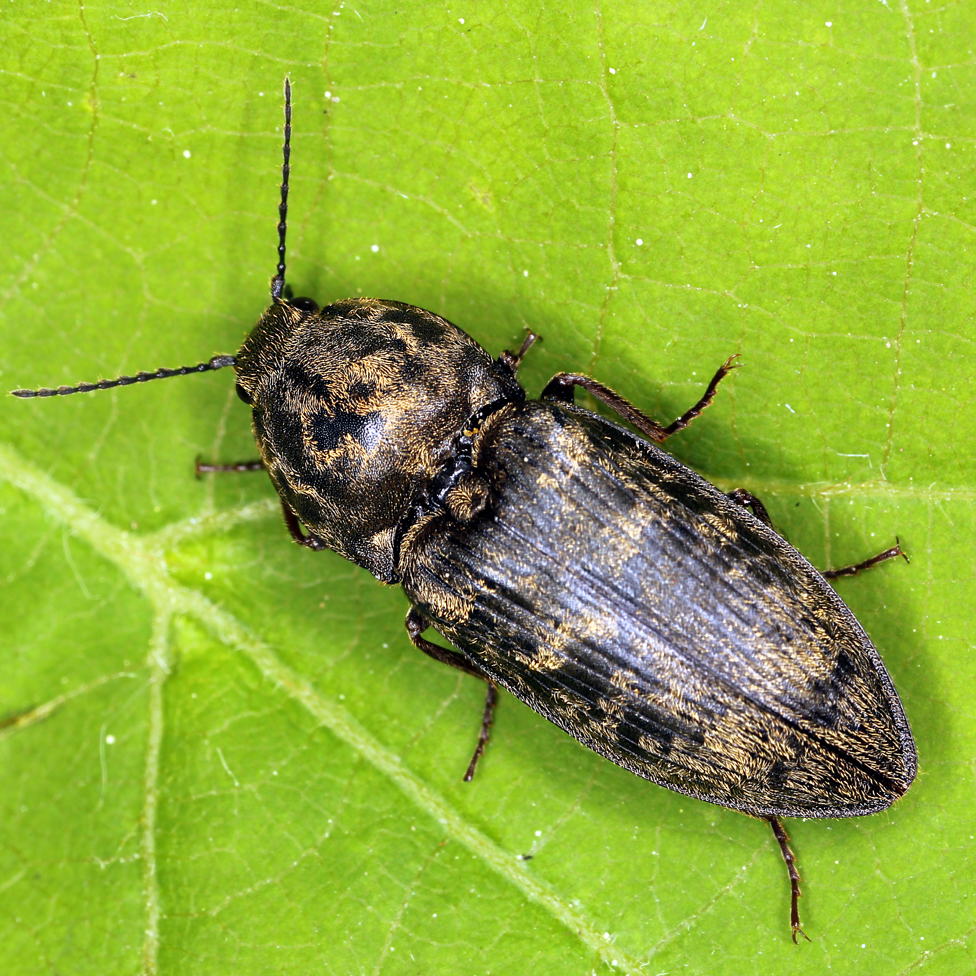 14052013164510 365 art 422 prosternon tessellatum 1