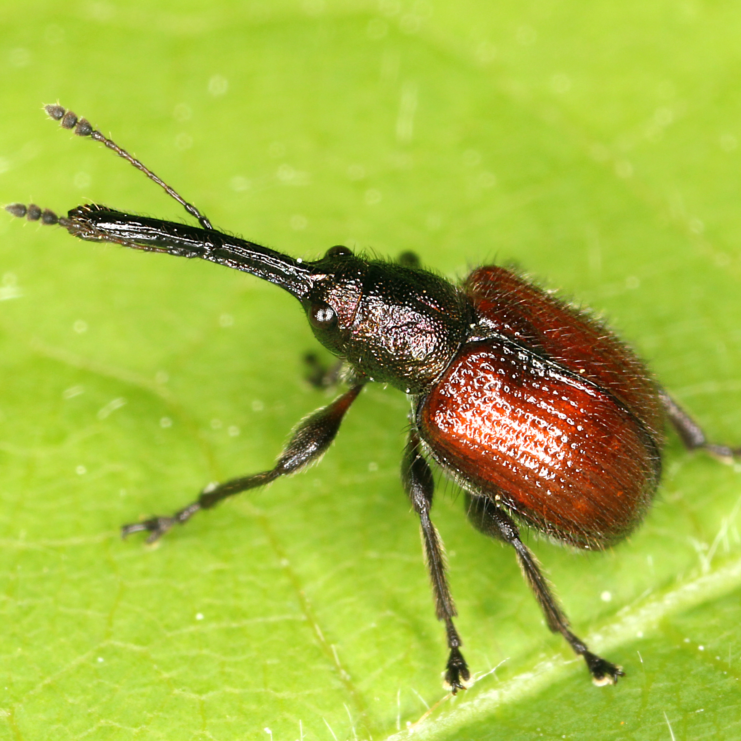 14052013171346 367 art 427 caenorhinus aequatus 1 1