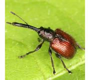 Rotbrauner Apfel-Fruchtstecher