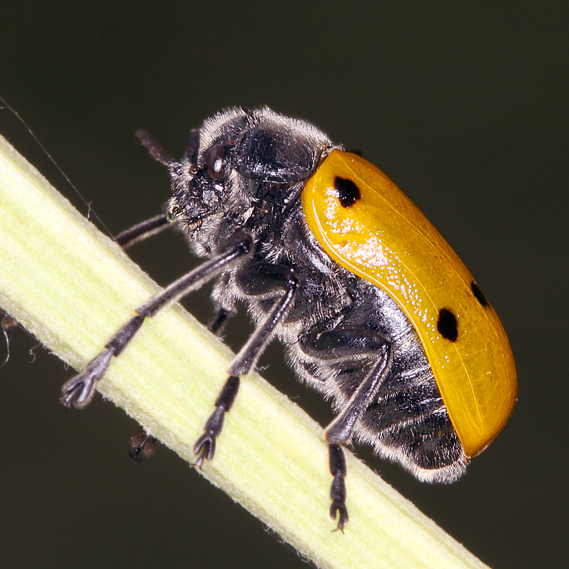 14052013181920 372 art 429 lachnaia sexpunctata 1