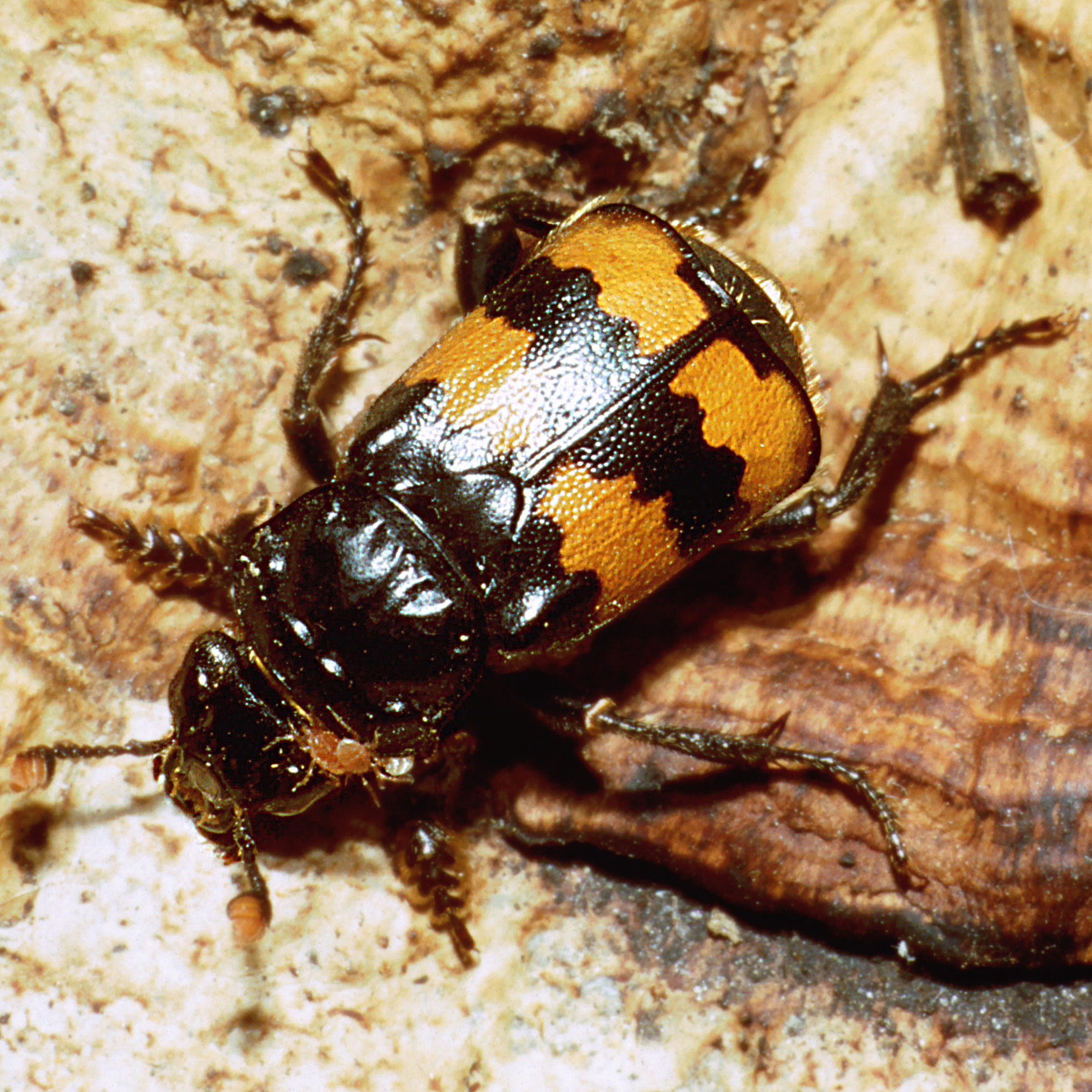 14052013184723 374 art 431 nicrophorus investigator 1