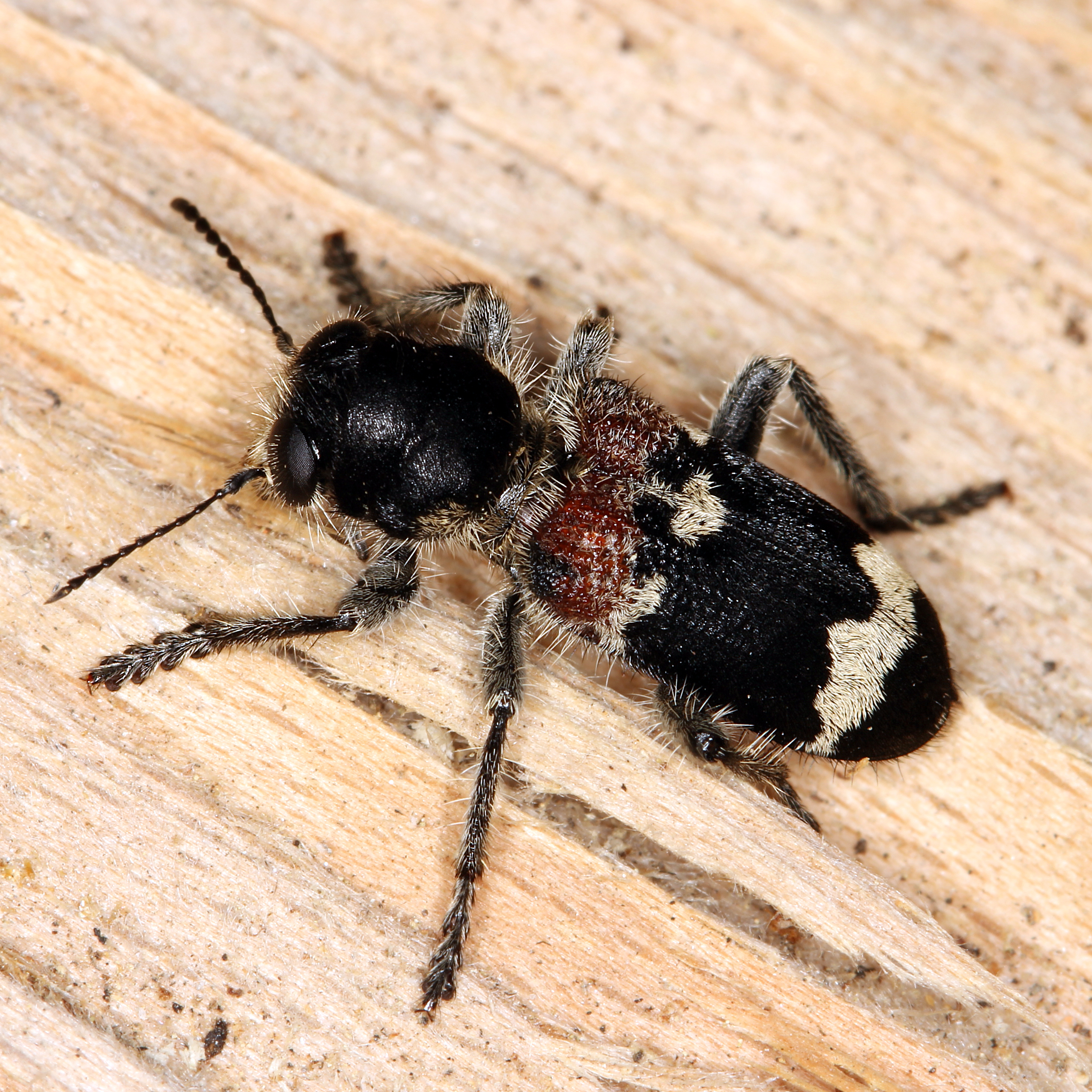 14052013194320 375 art 433 clerus mutillarius