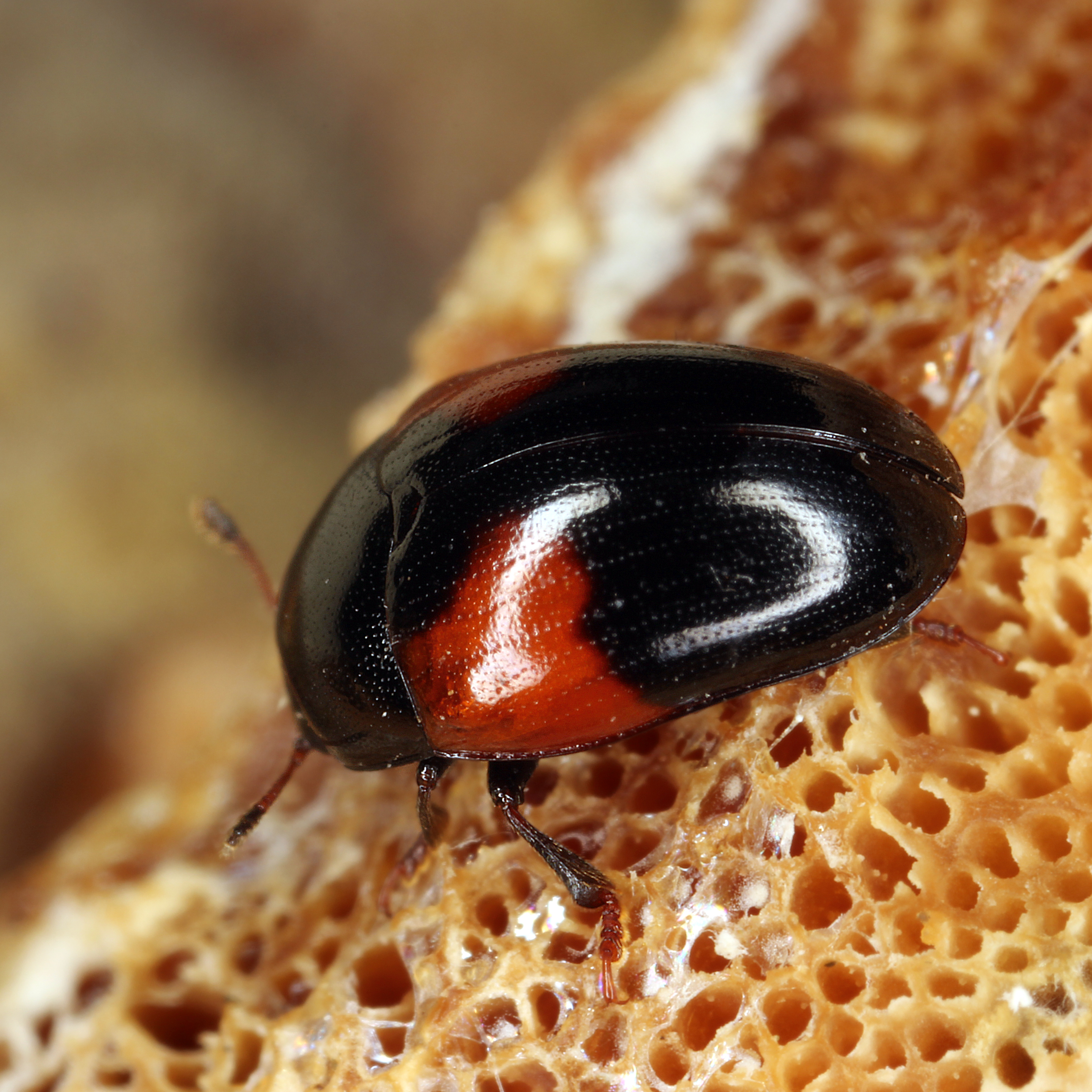 14052013201543 377 art 435 tritoma bipustulata