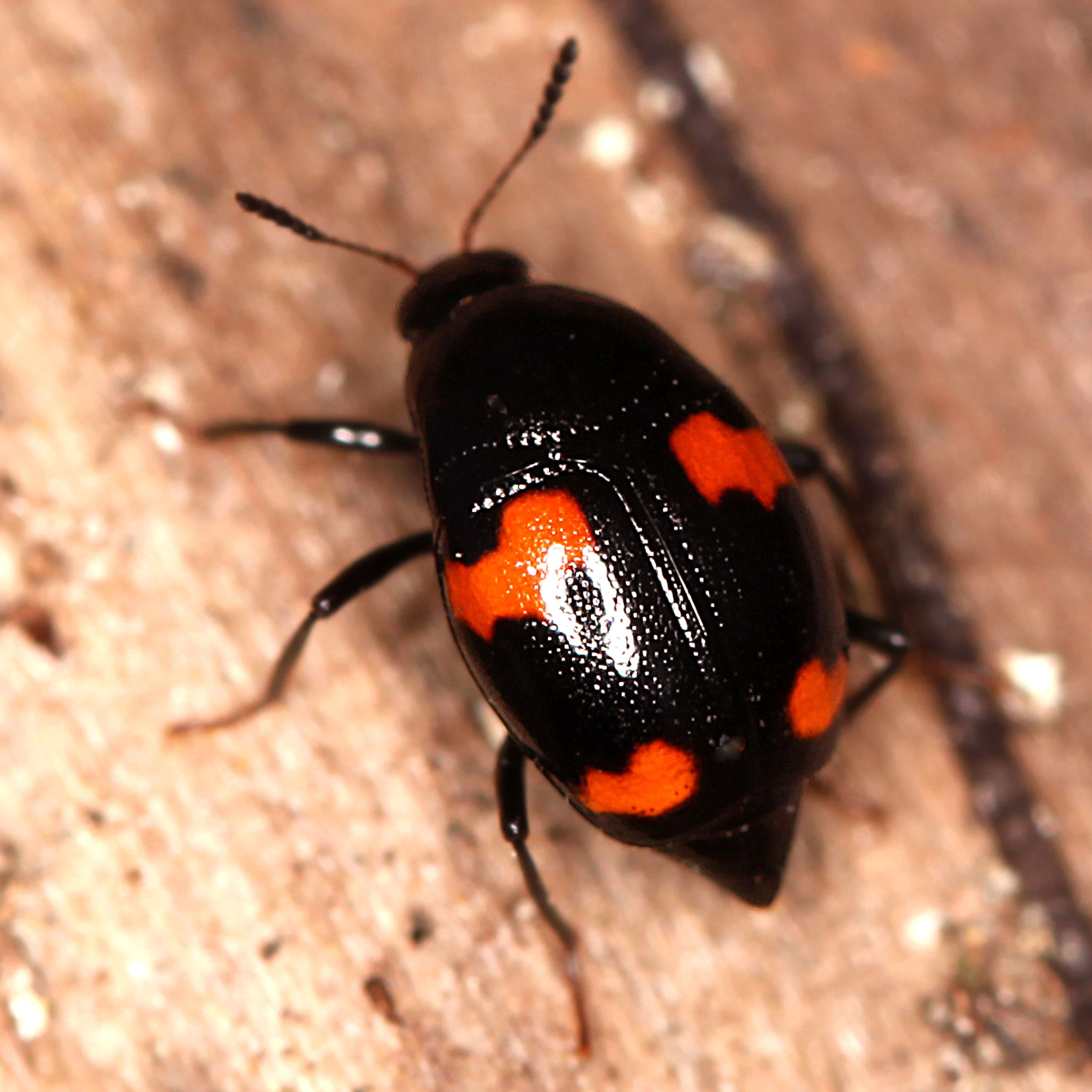 14052013204238 378 art 437 scaphidium quadrimaculatum 2 1