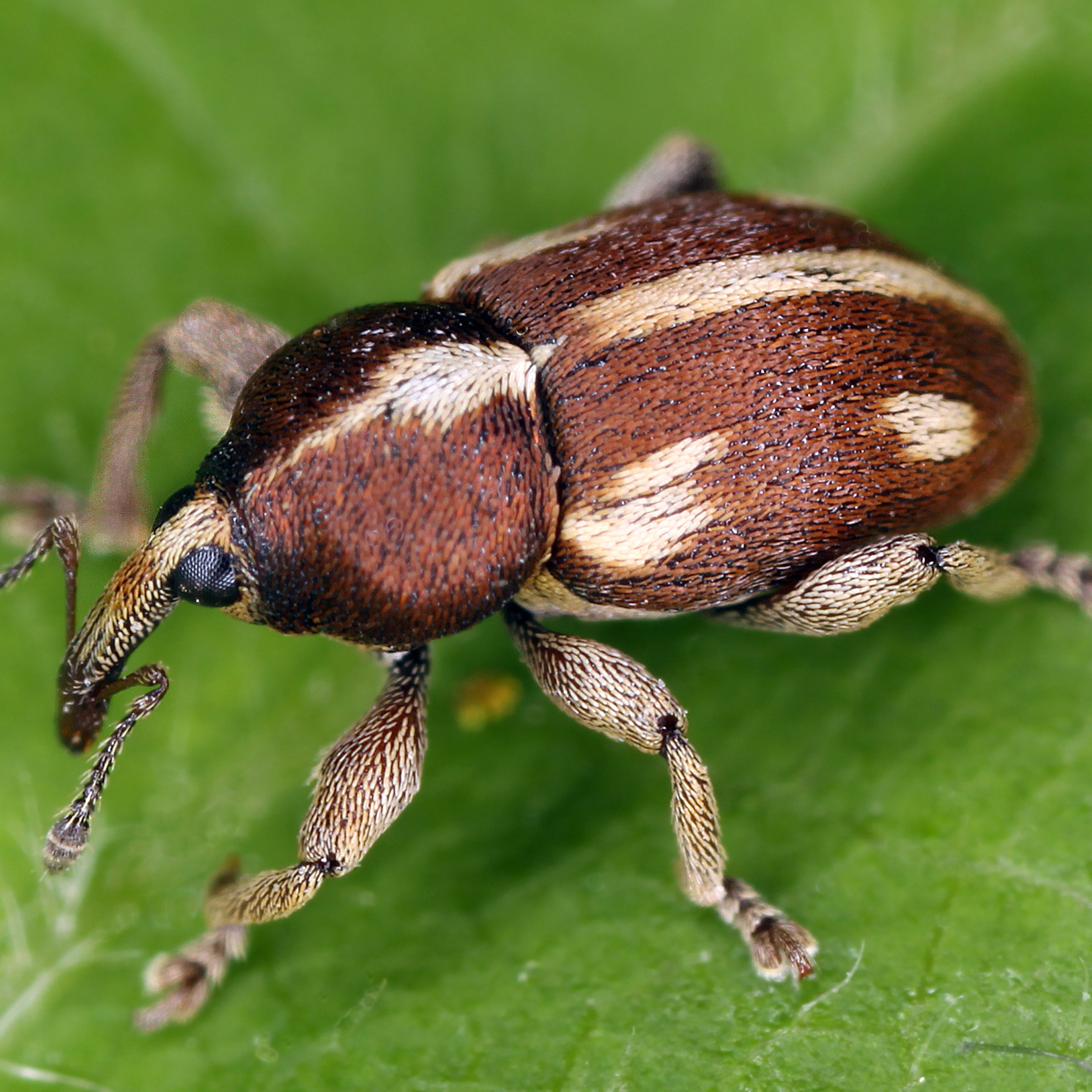 14052013210514 379 art 440 tychius quinquepunctatus