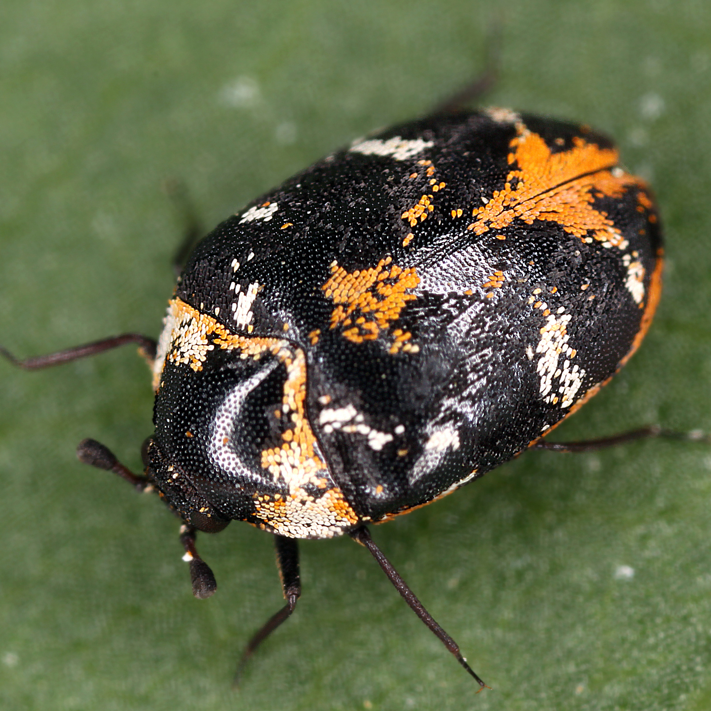 14052013212951 380 art 442 anthrenus scrophulariae 1