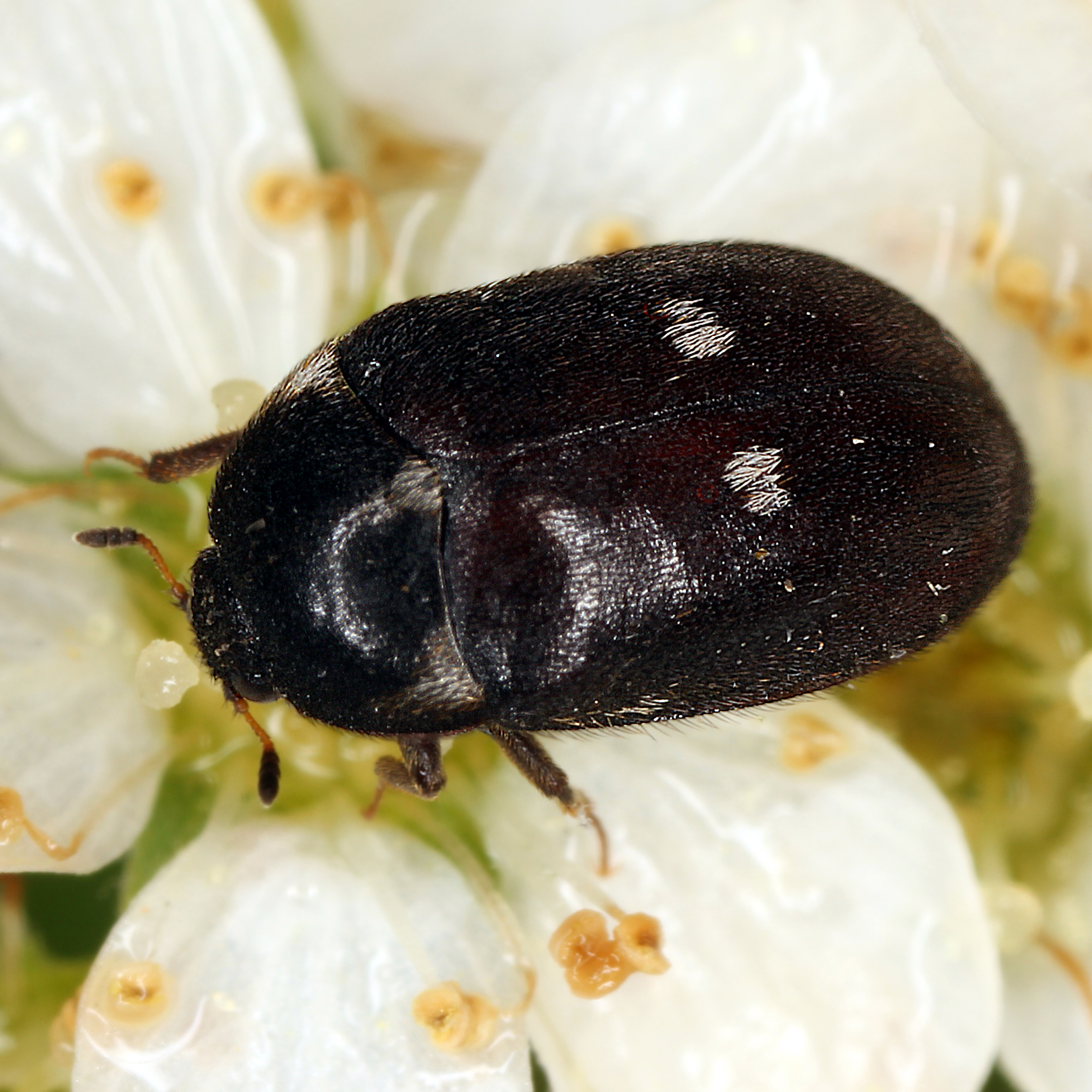 14052013220911 382 art 445 attagenus pellio 1