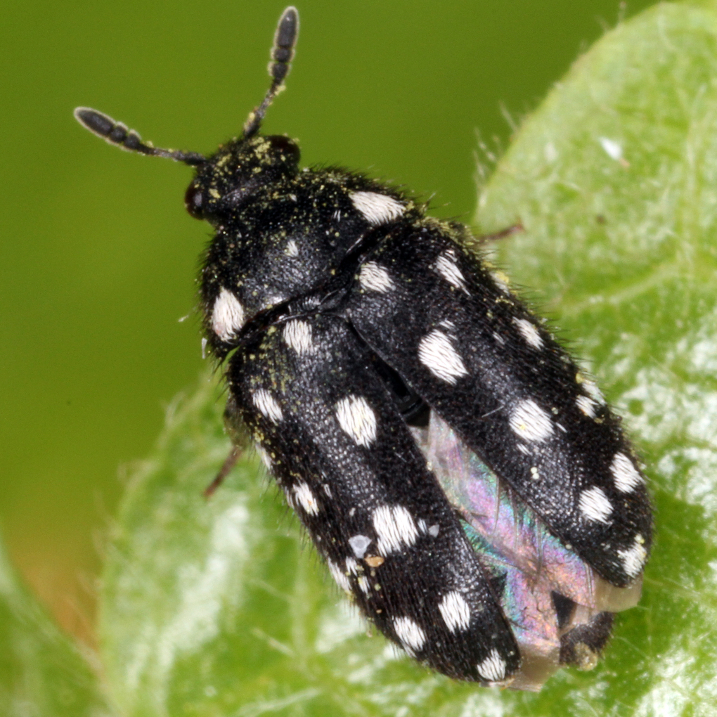 14052013222803 383 art 446 attagenus punctatus 1 1