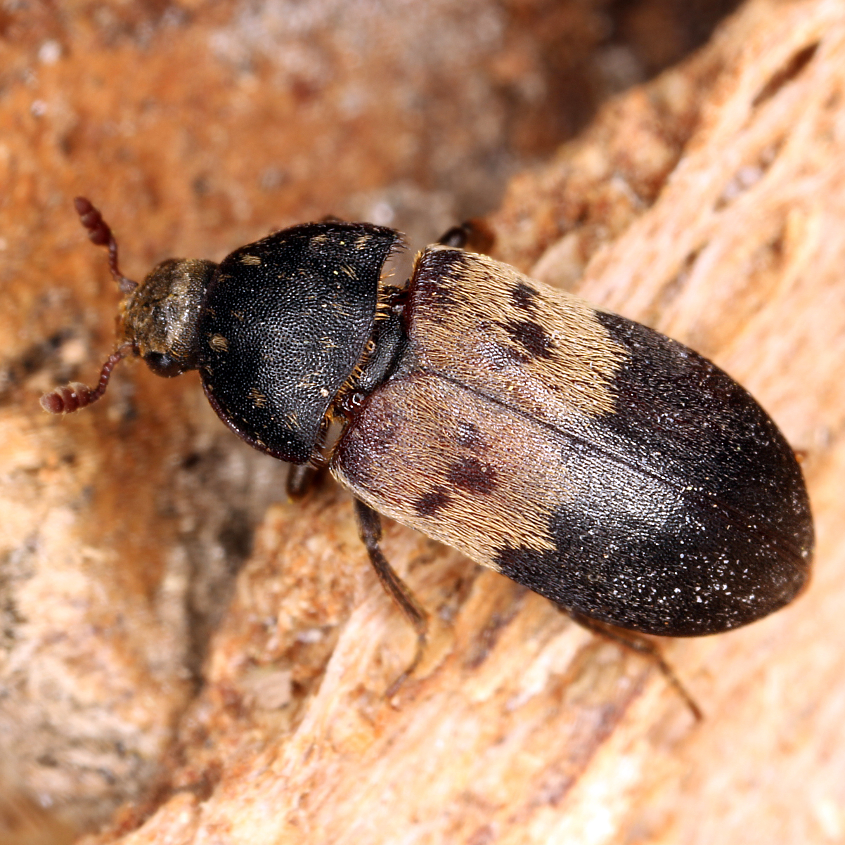 14052013225115 384 art 447 dermestes lardarius