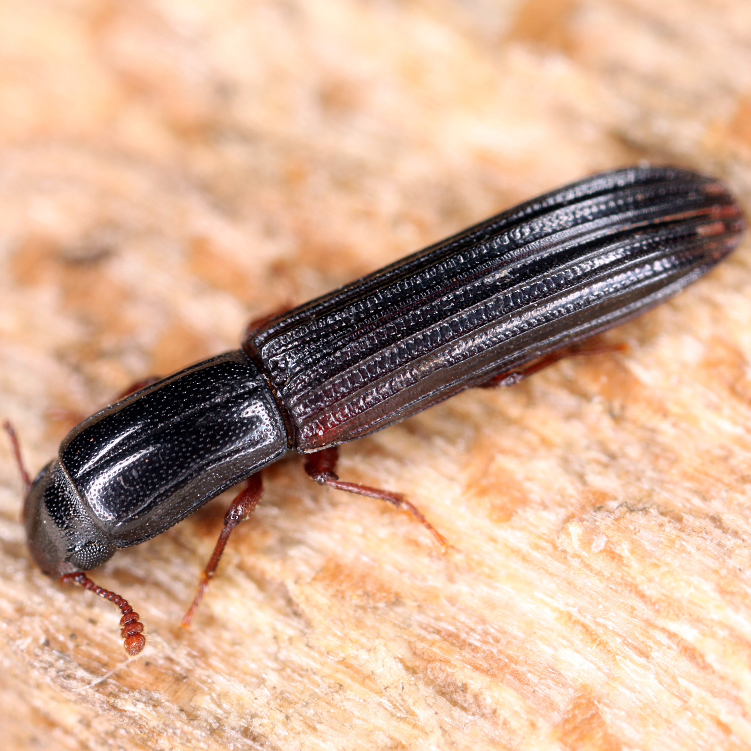 14052013231644 385 art 448 colydium elongatum