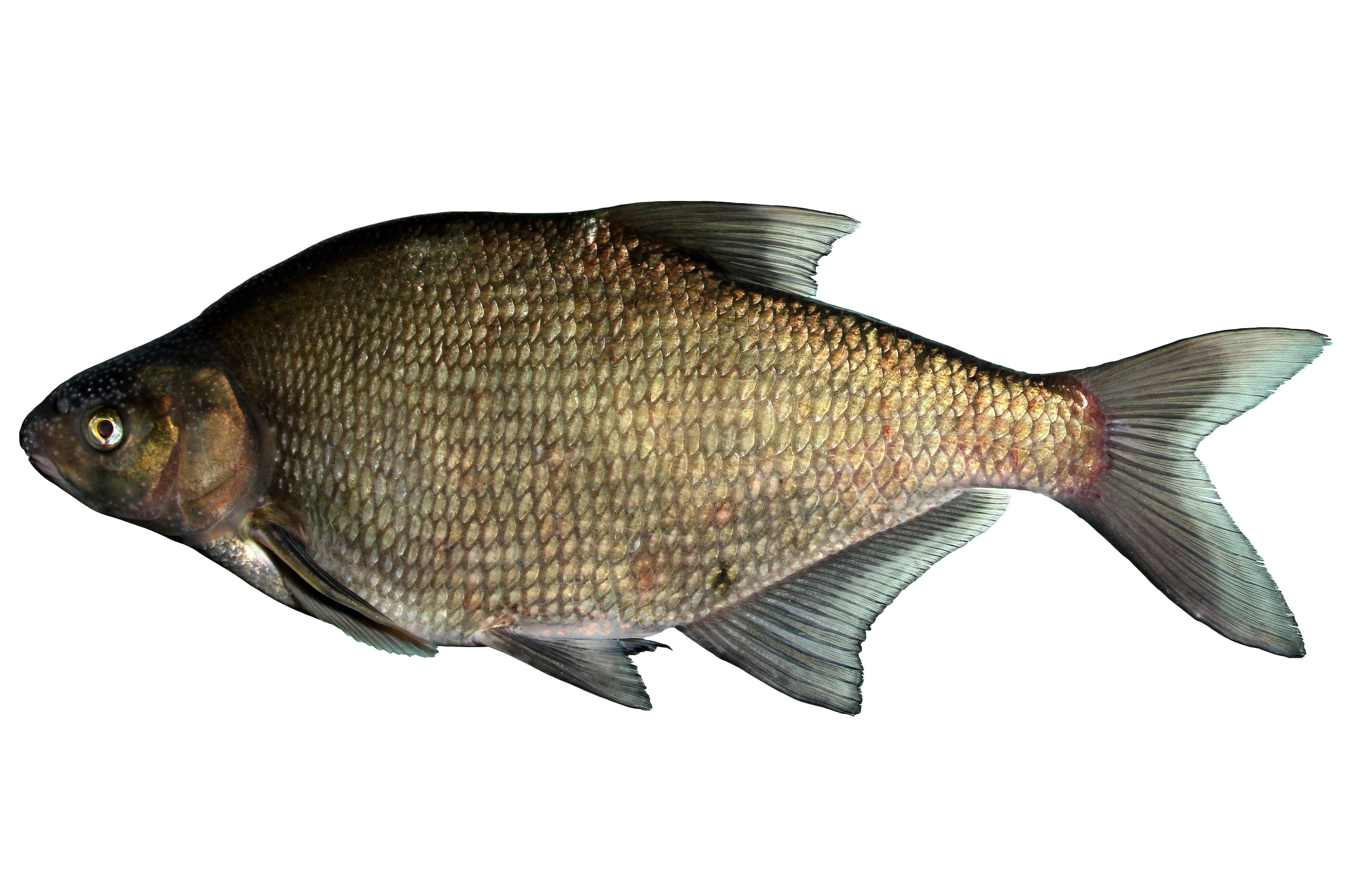 14072014234418 2544 art 1088 brachse