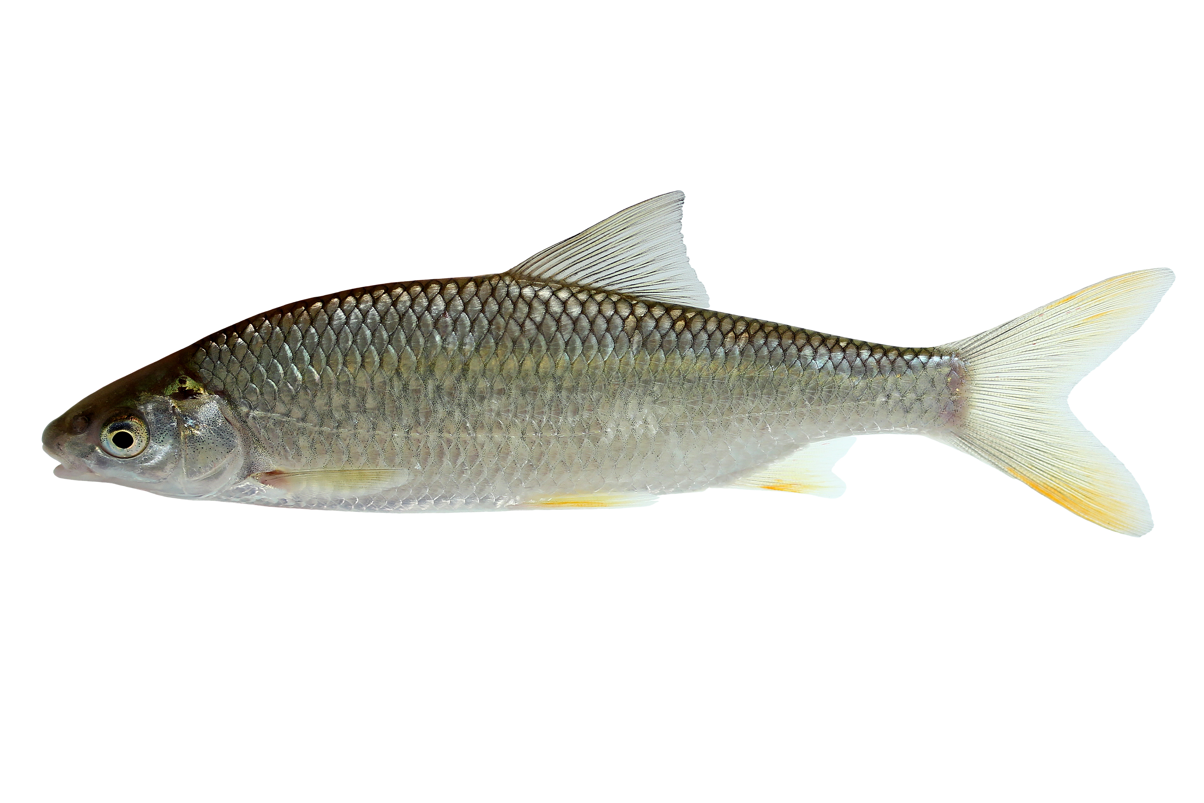 14072014234900 2546 art 1167 frauennerfling