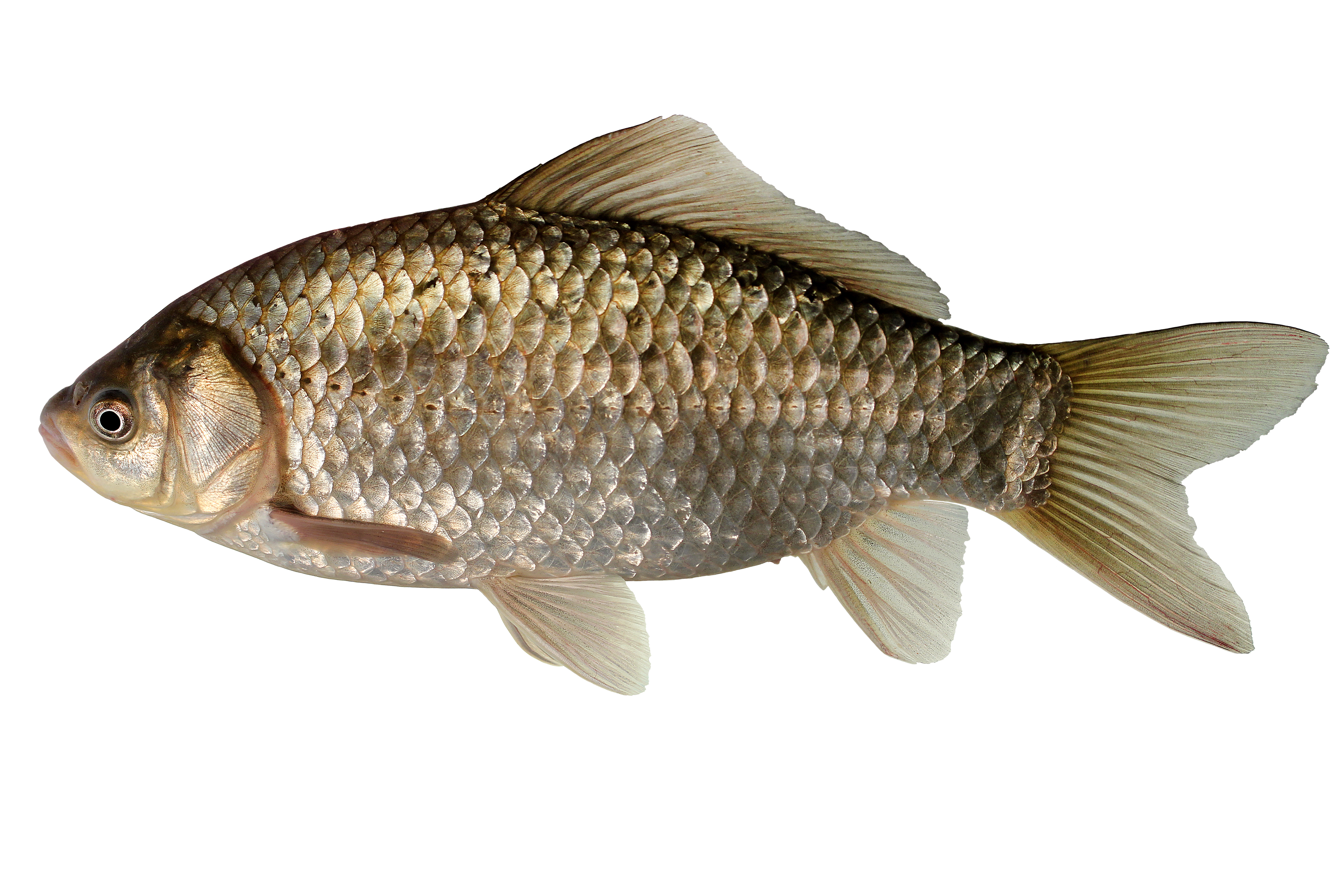 14072014235200 2547 art 1173 giebel