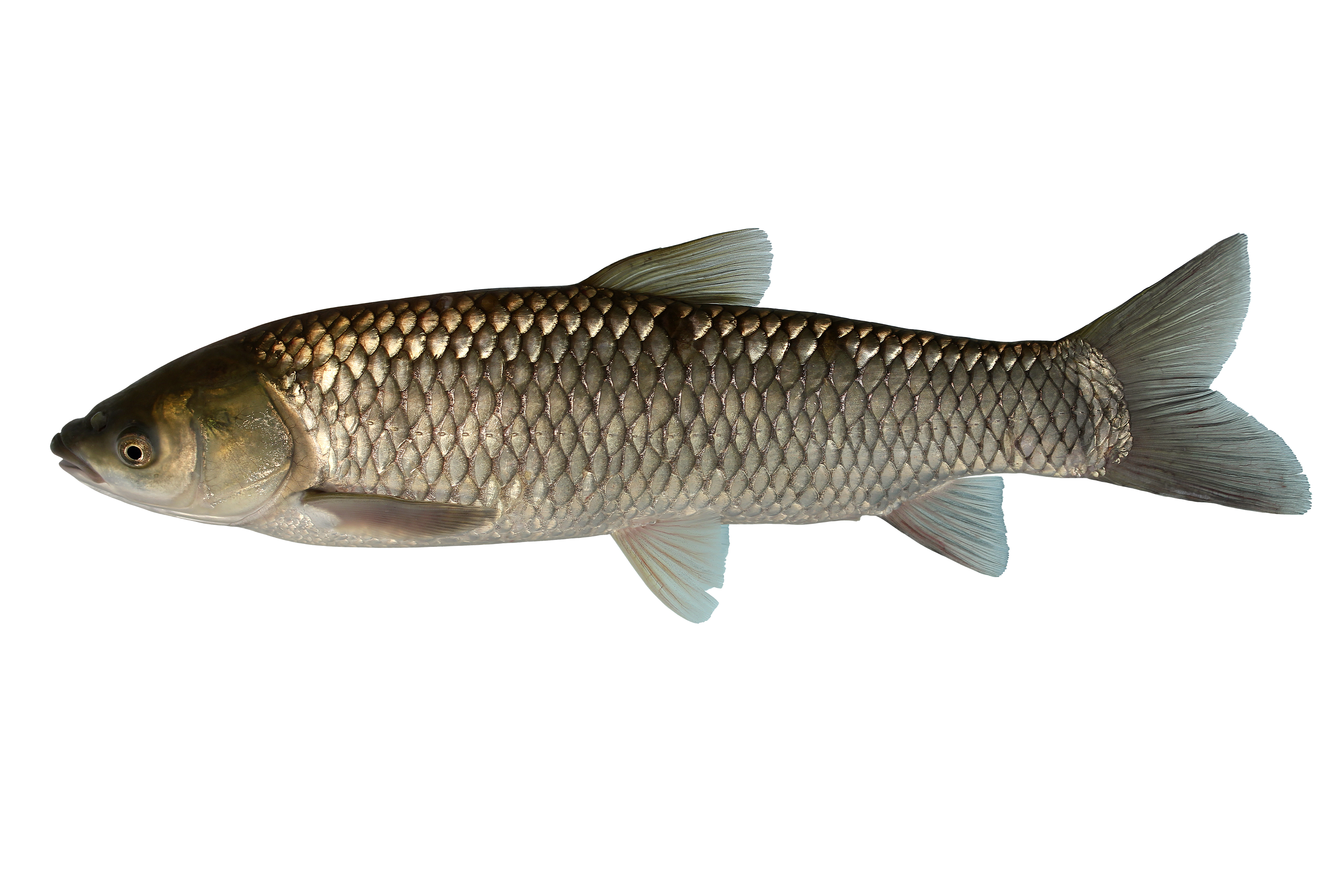 14072014235417 2548 art 1172 graskarpfen