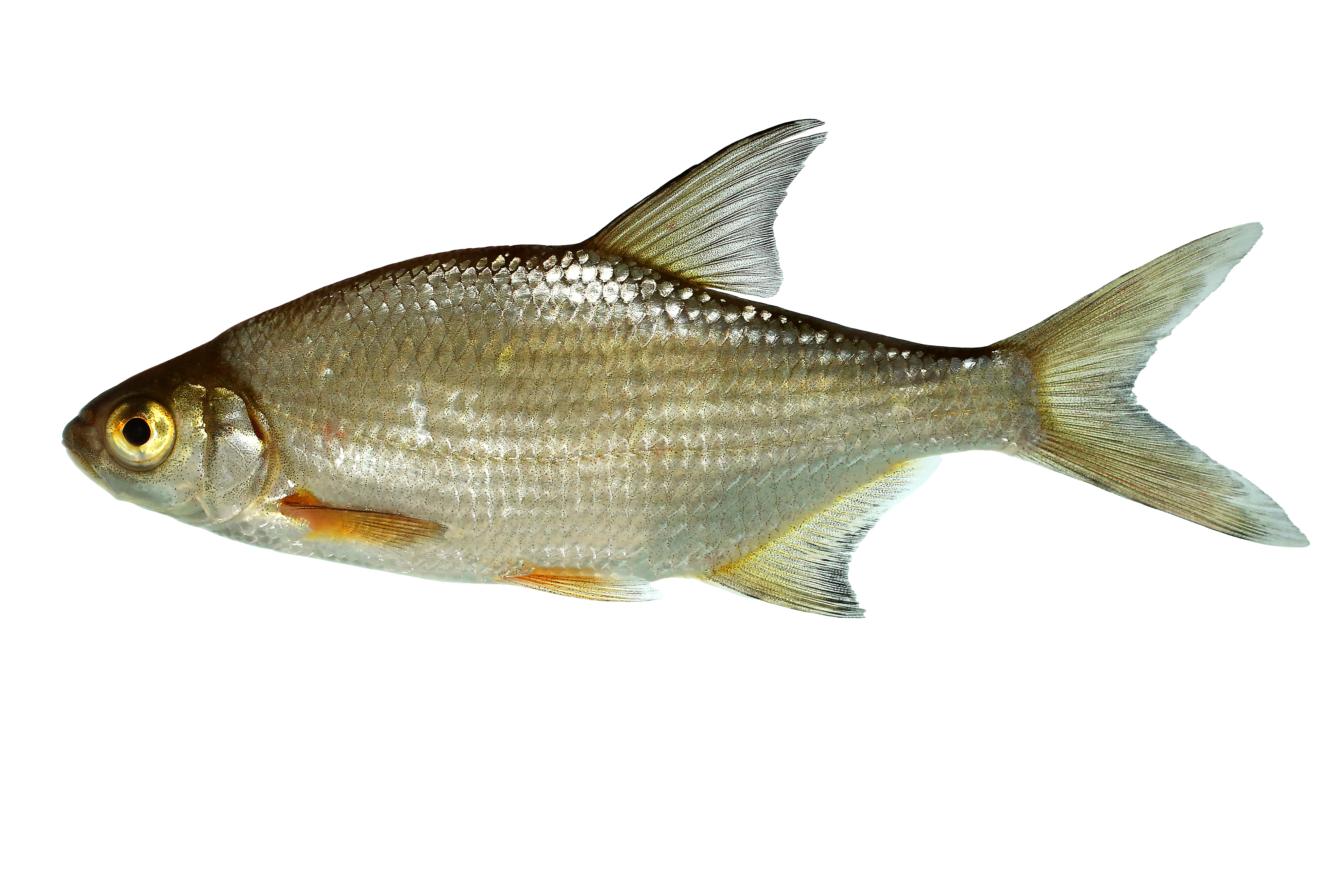 14072014235645 2549 art 1138 guster