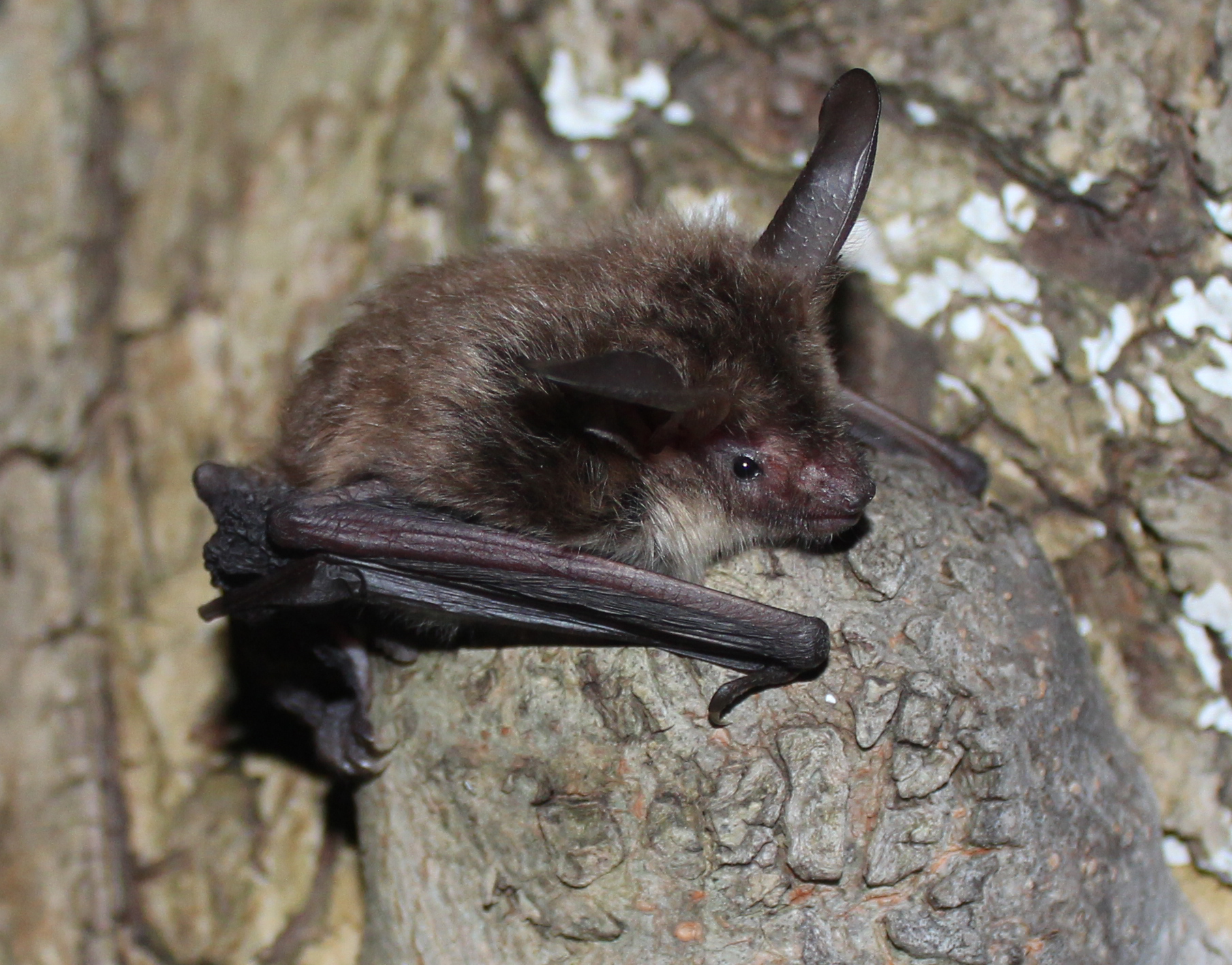 14082013072505 1430 art 619 bechsteinfledermaus oliver gebhardt