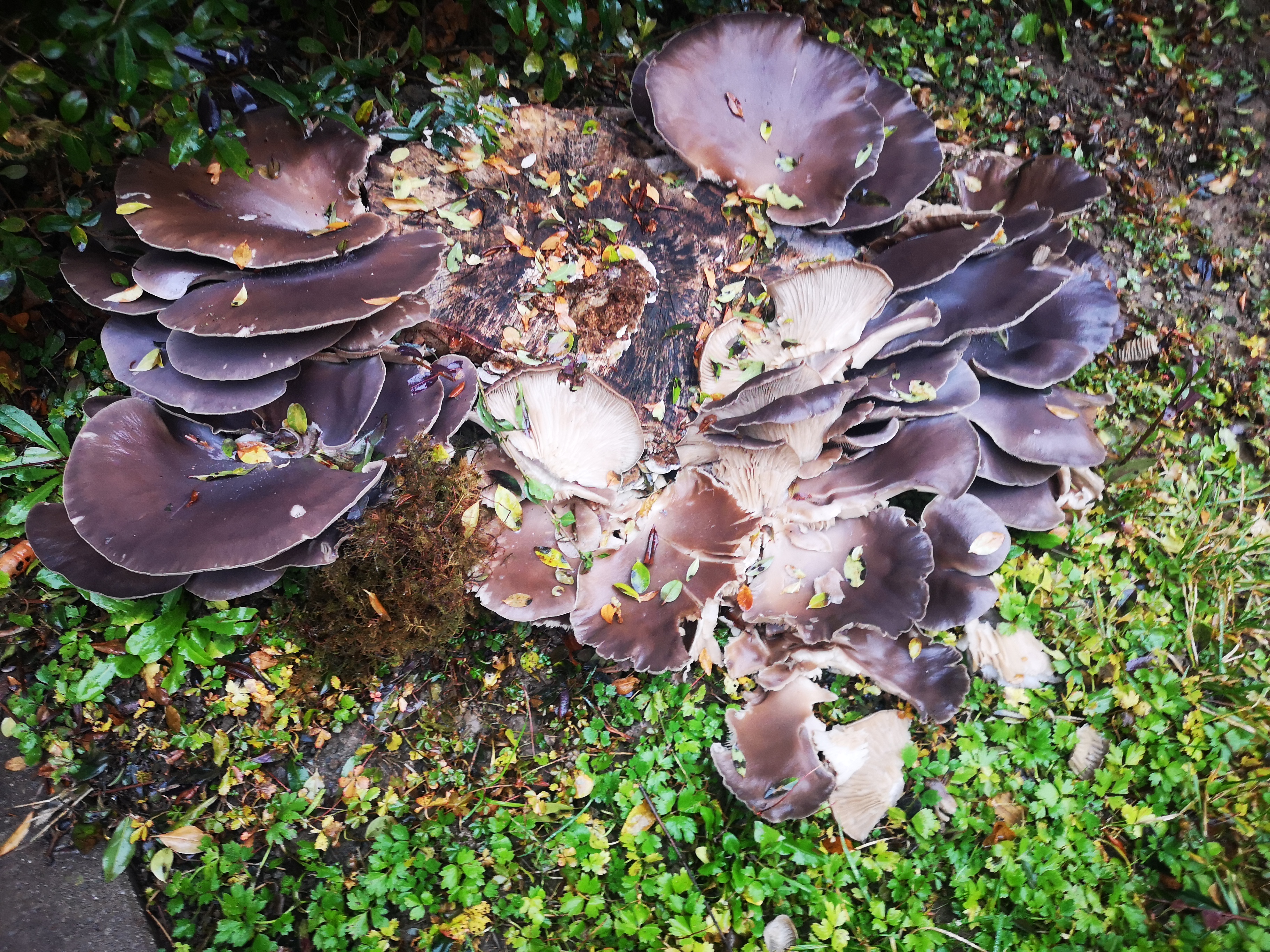 14112021111433 4121 art 1904 img 20211112 074946