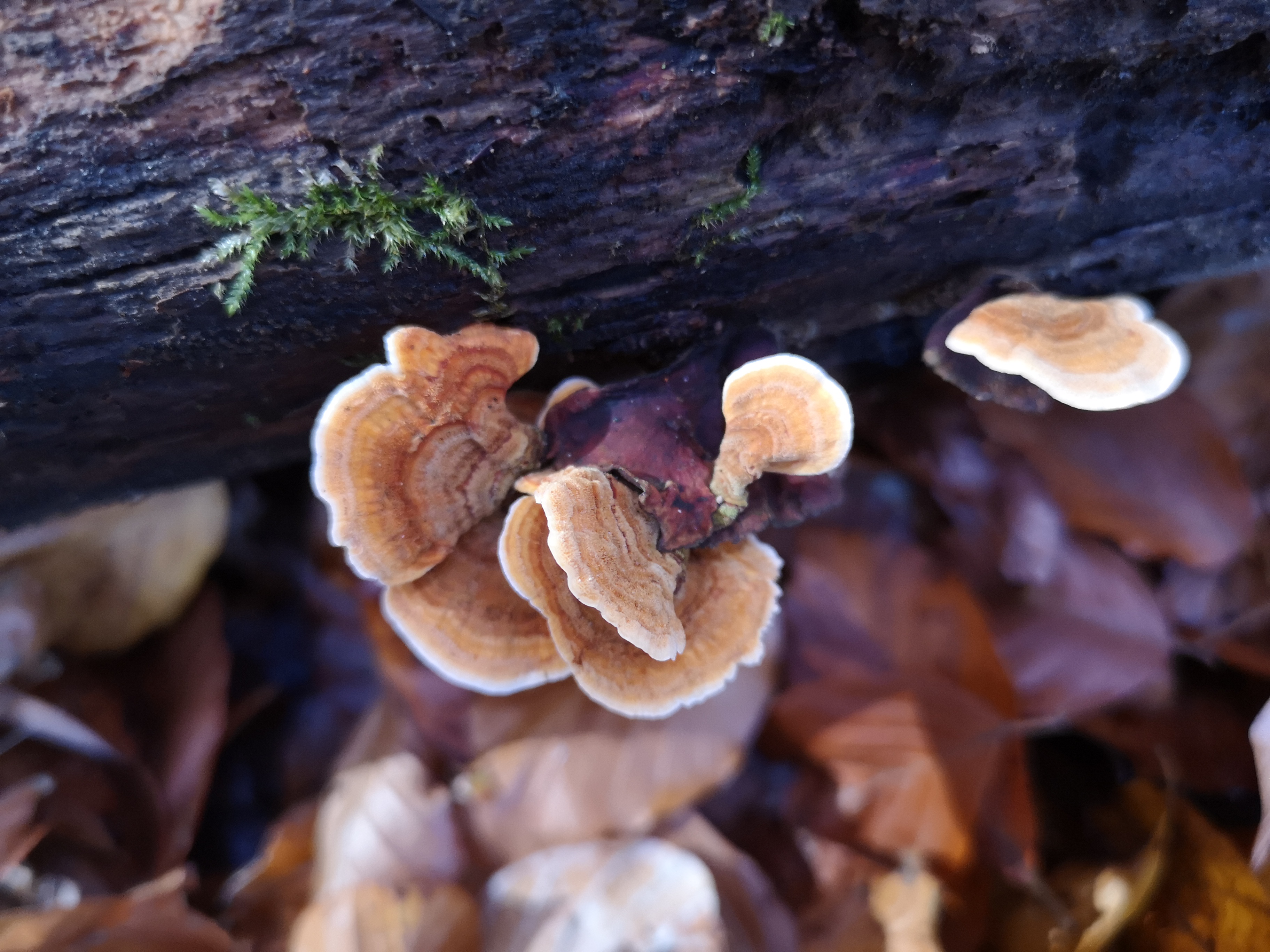 14112021111642 4122 art 1993 img 20211106 094234