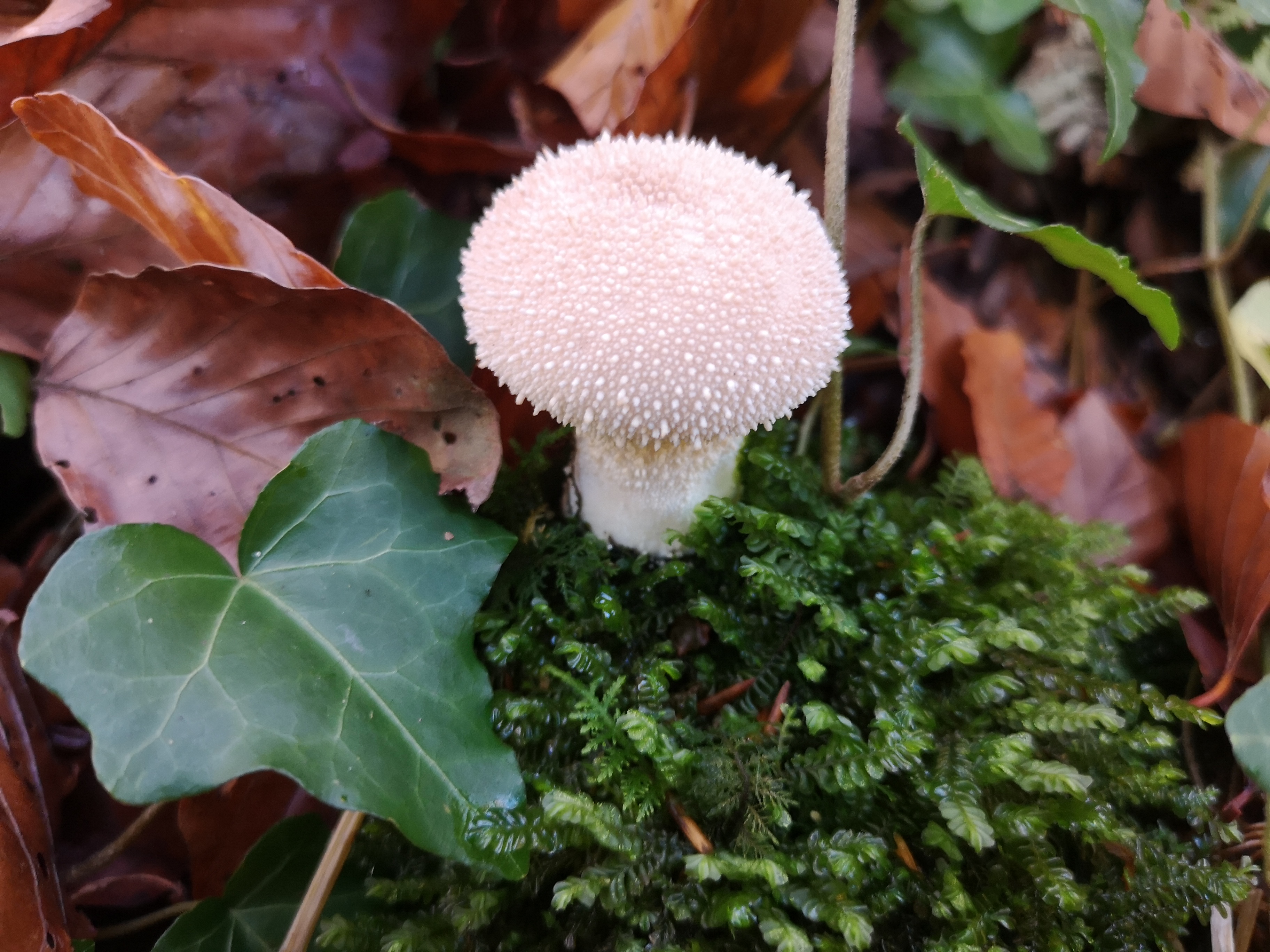 14112021111823 4123 art 245 img 20211106 094412