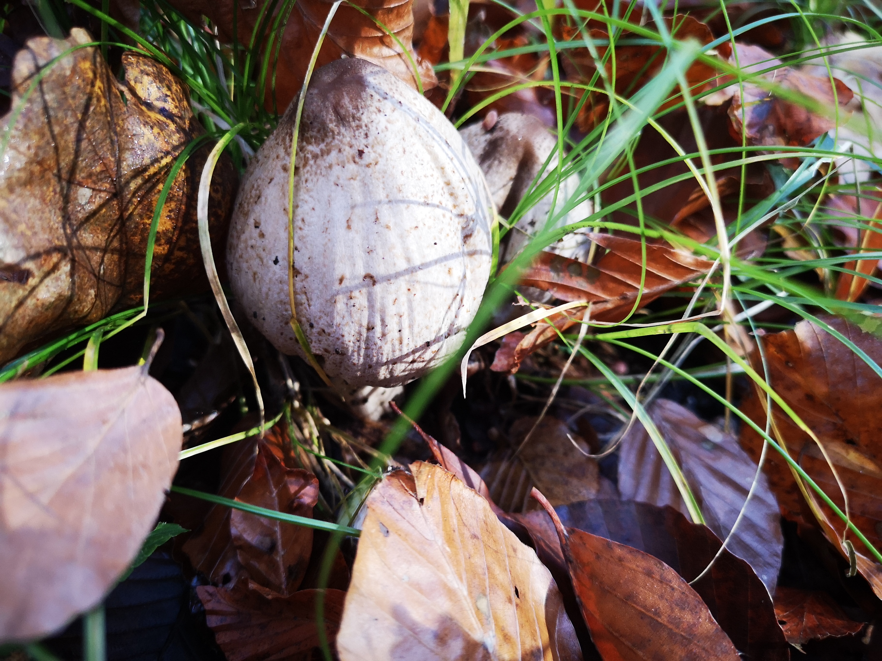 14112021115314 4127 art 1972 img 20211106 100541