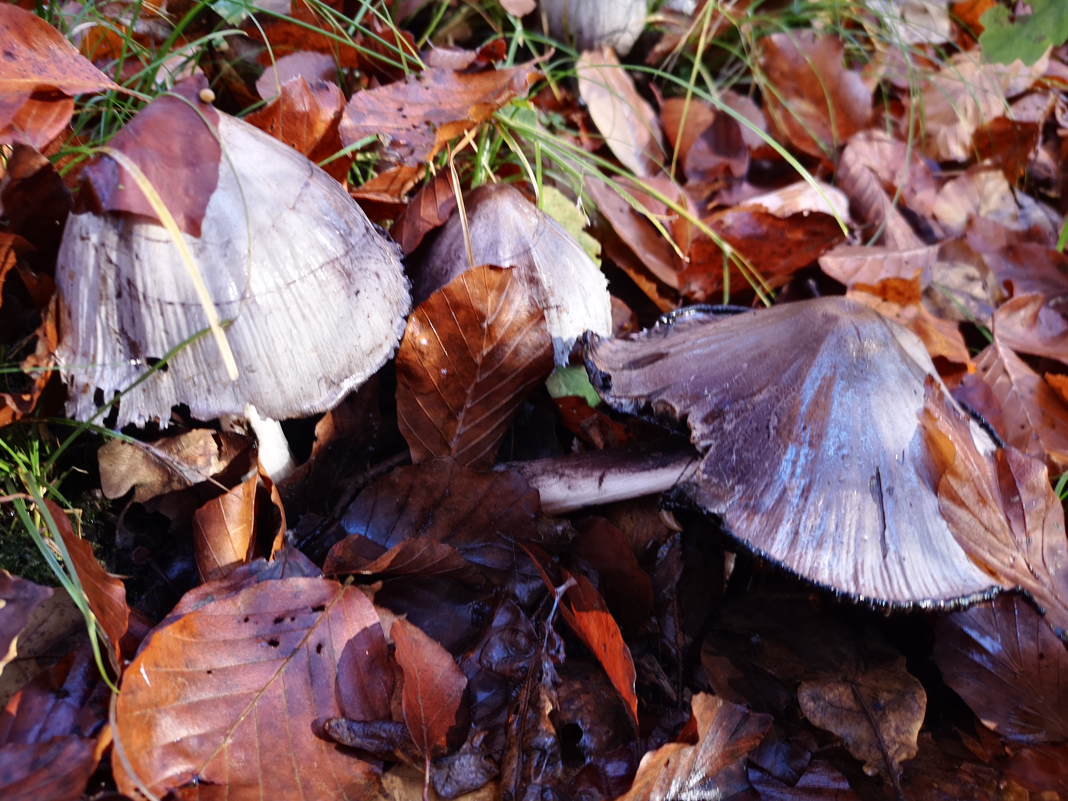 14112021115356 4128 art 1972 img 20211106 100532