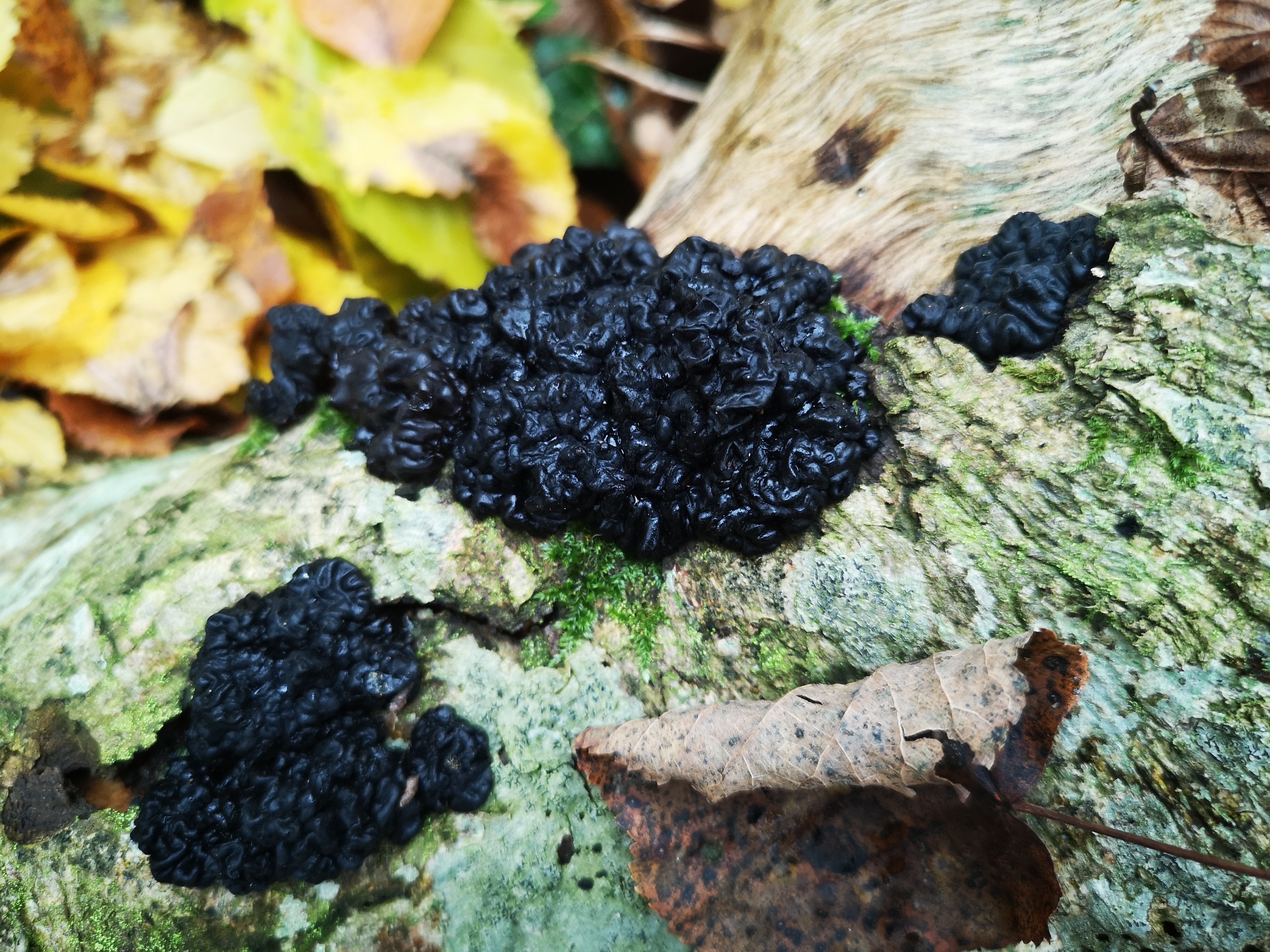 14112021121012 4129 art 2139 img 20211105 111621