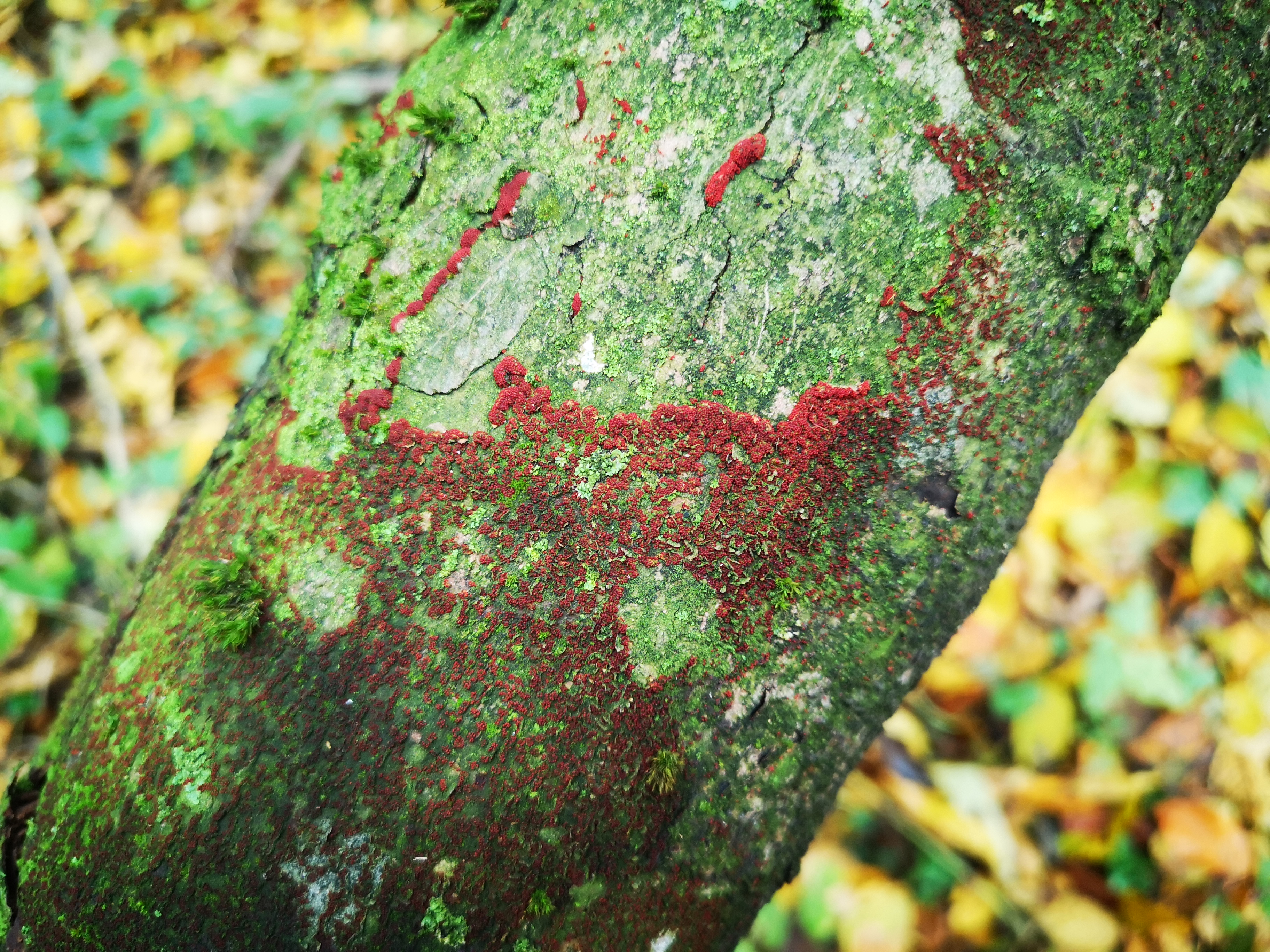 14112021121323 4131 art 665 img 20211105 111812