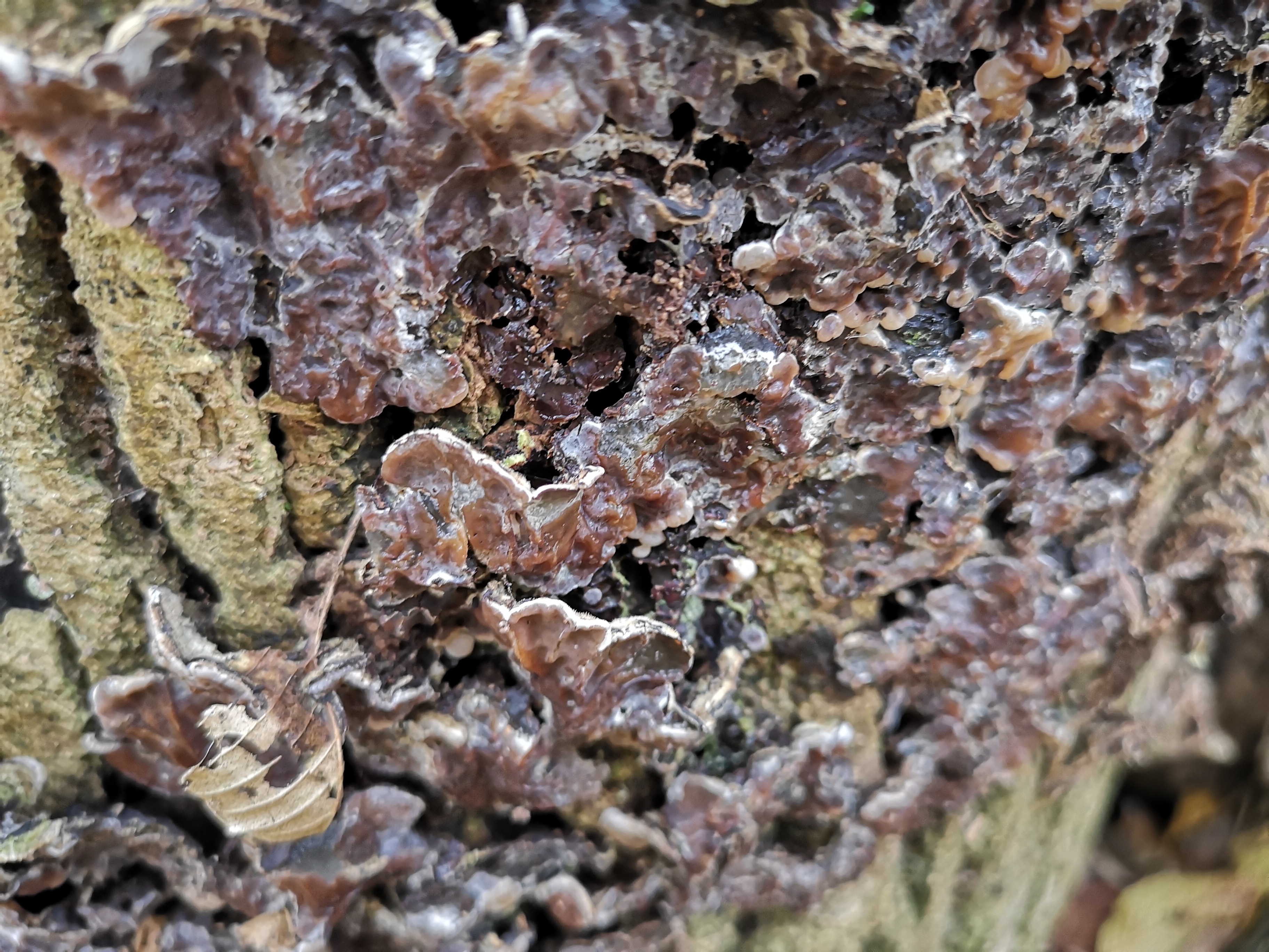 14112021121550 4133 art 1917 img 20211105 112306