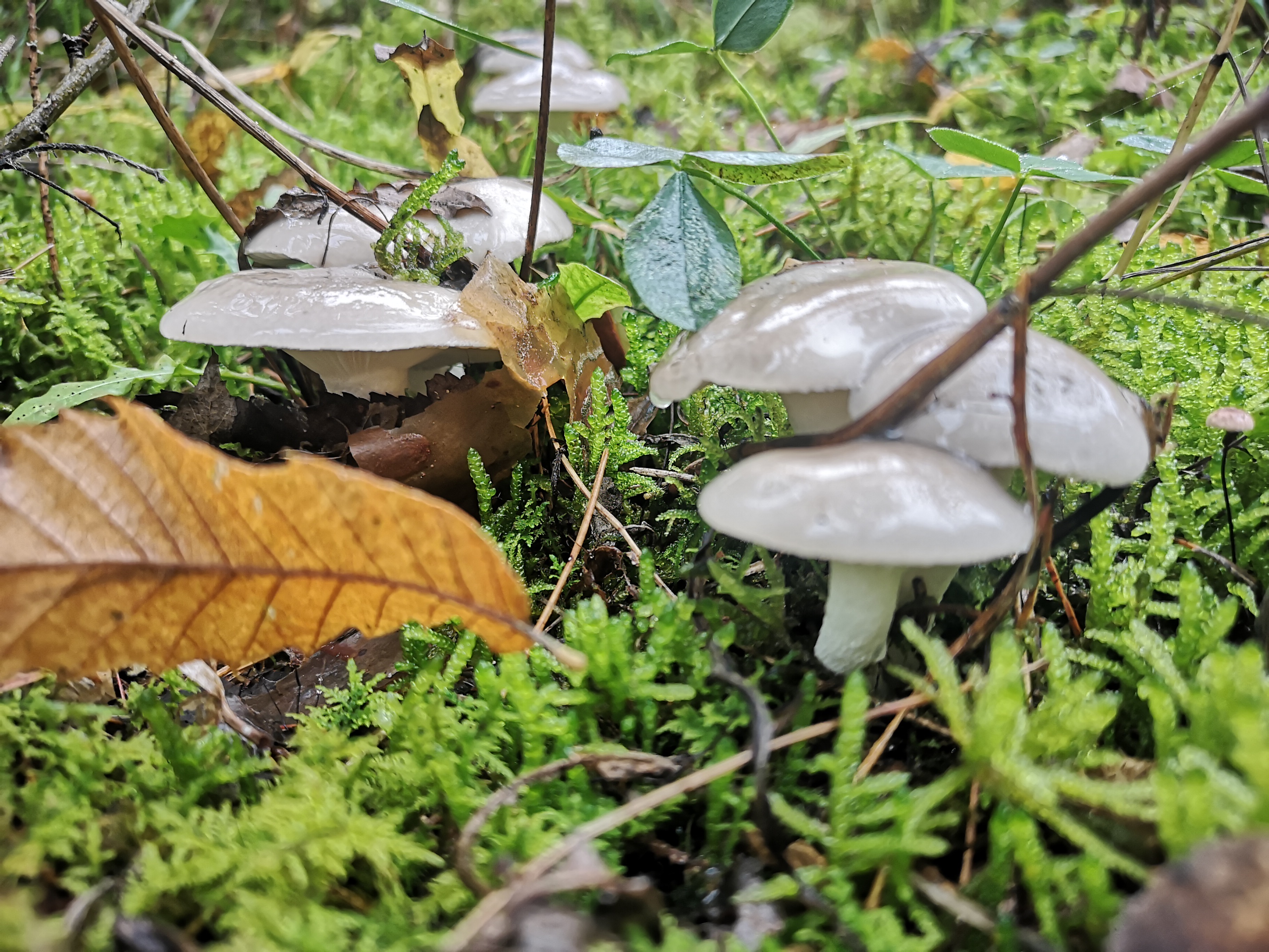 14112021125523 4135 art 1914 img 20211103 113714