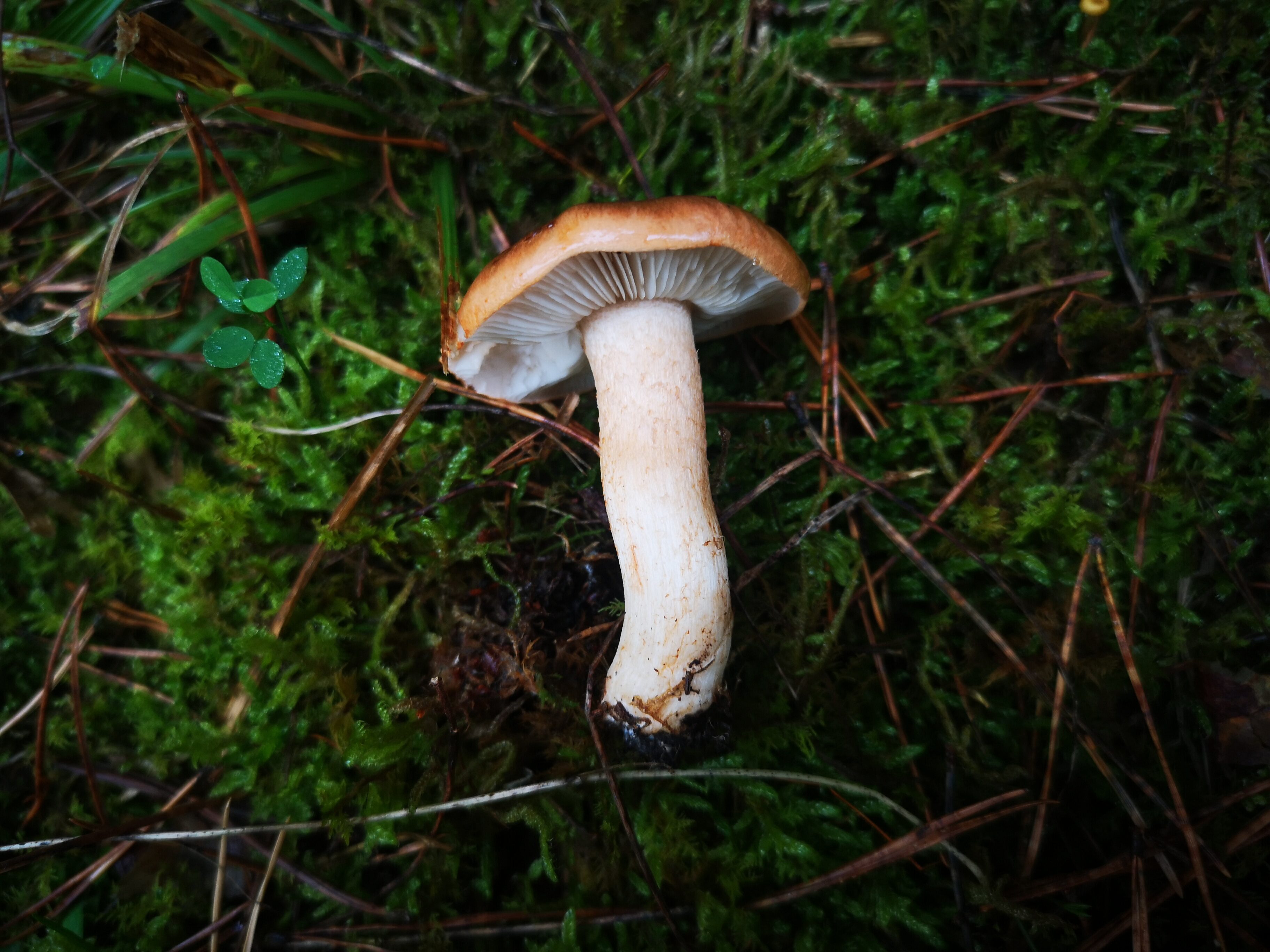 14112021125730 4136 art 1863 img 20211103 113007