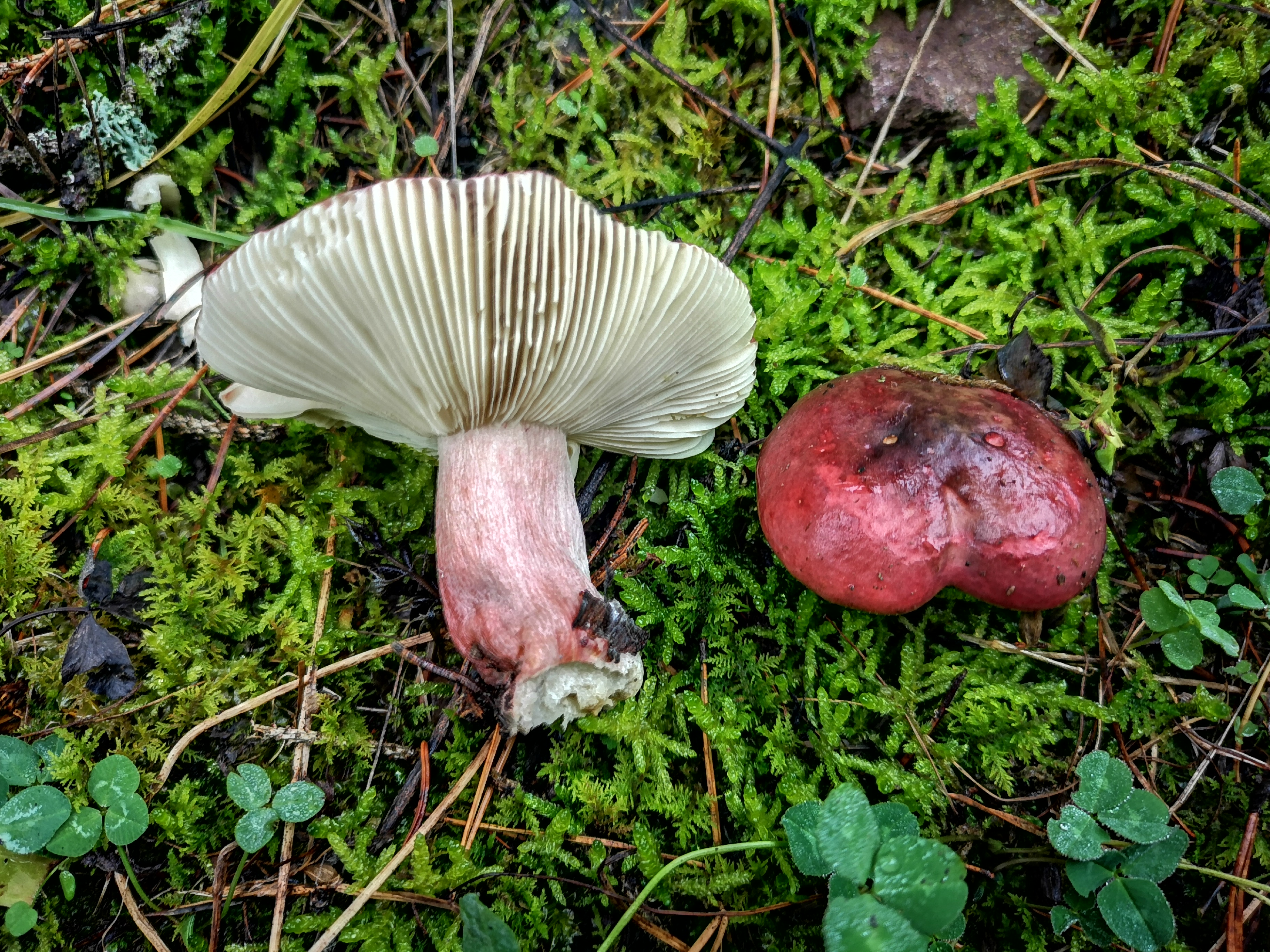 14112021131506 4138 art 1861 img 20211103 113544