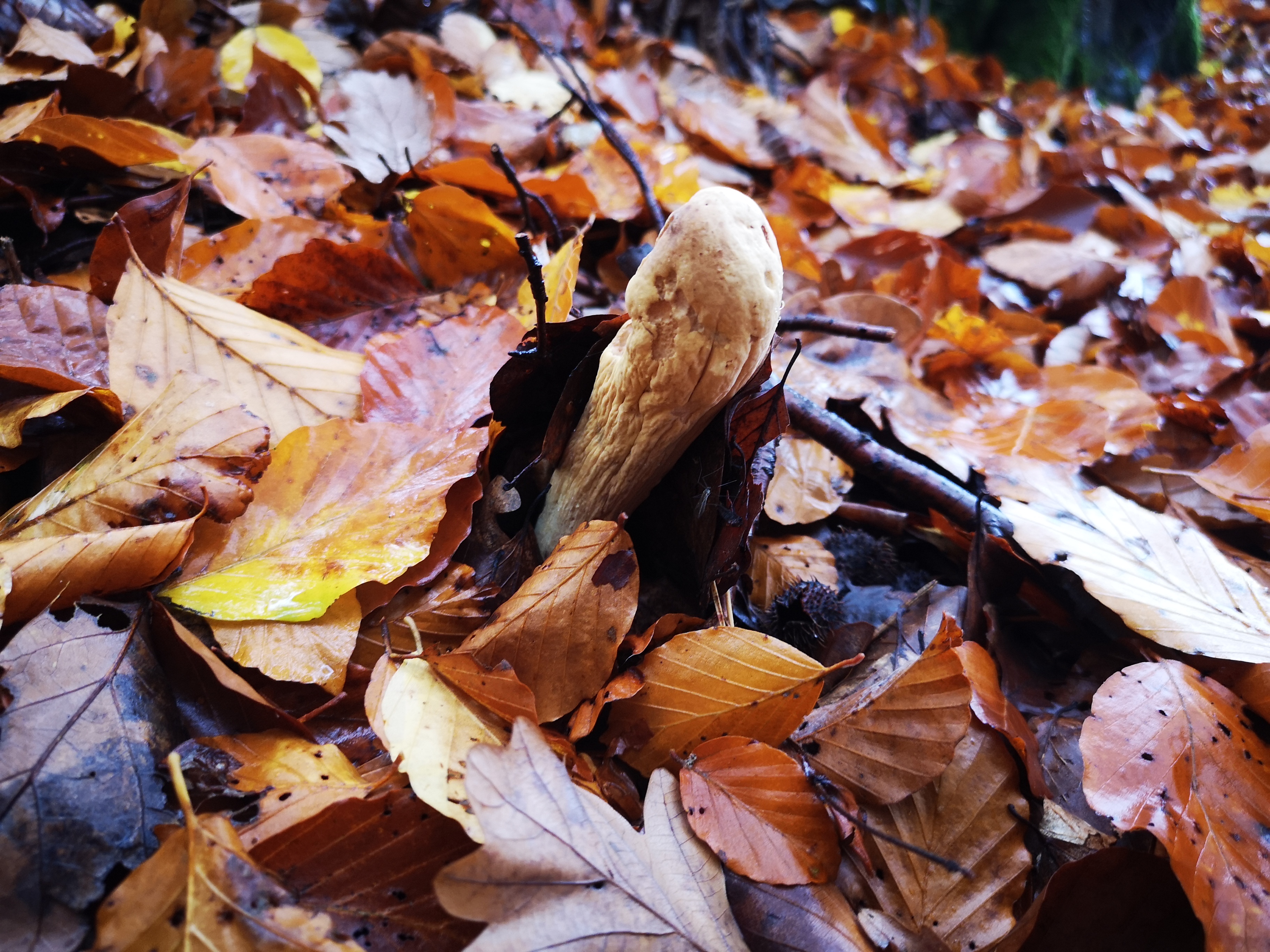 14112021134454 4143 art 1032 img 20211102 122052