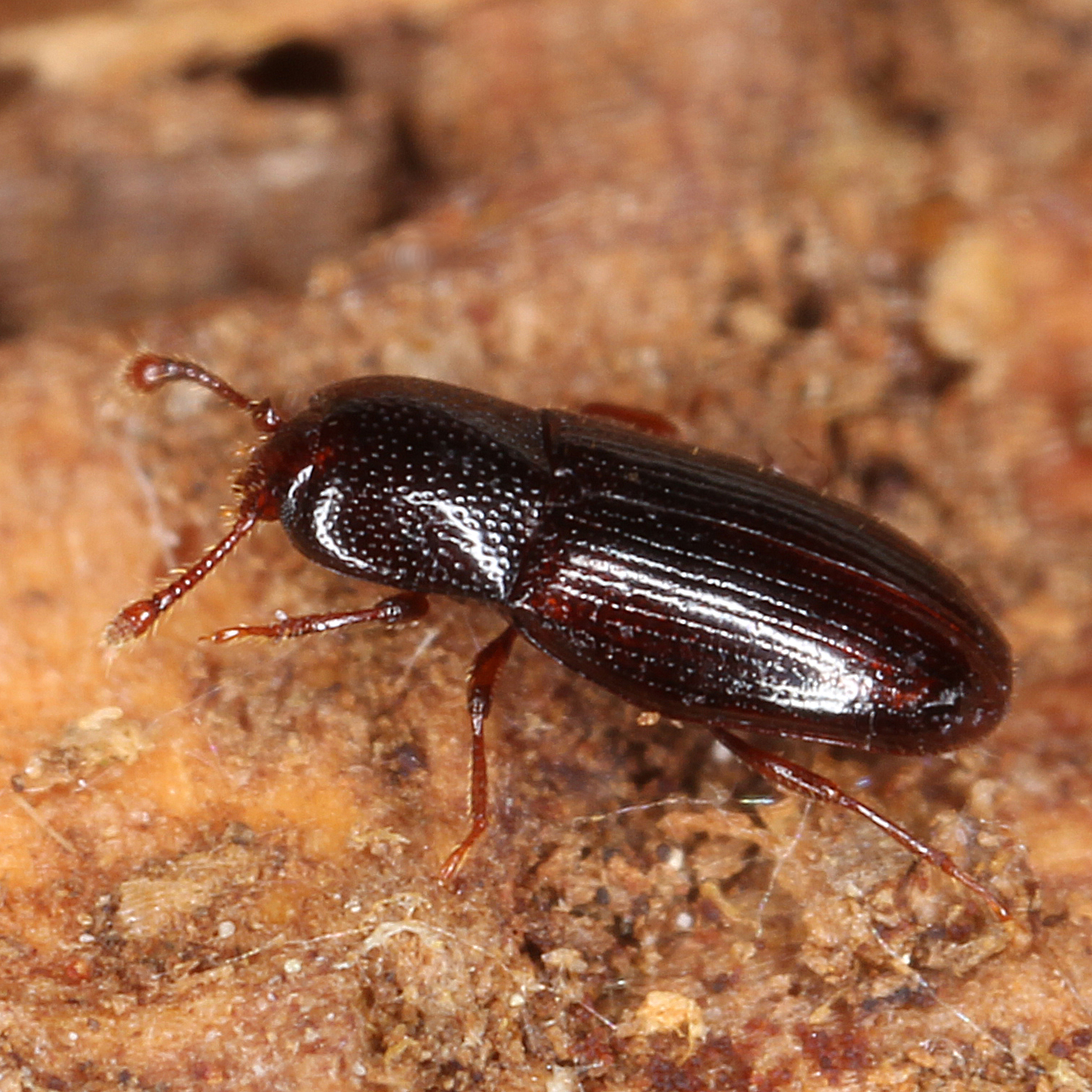 15012016233439 2790 art 1741 cerylon histeroides 3