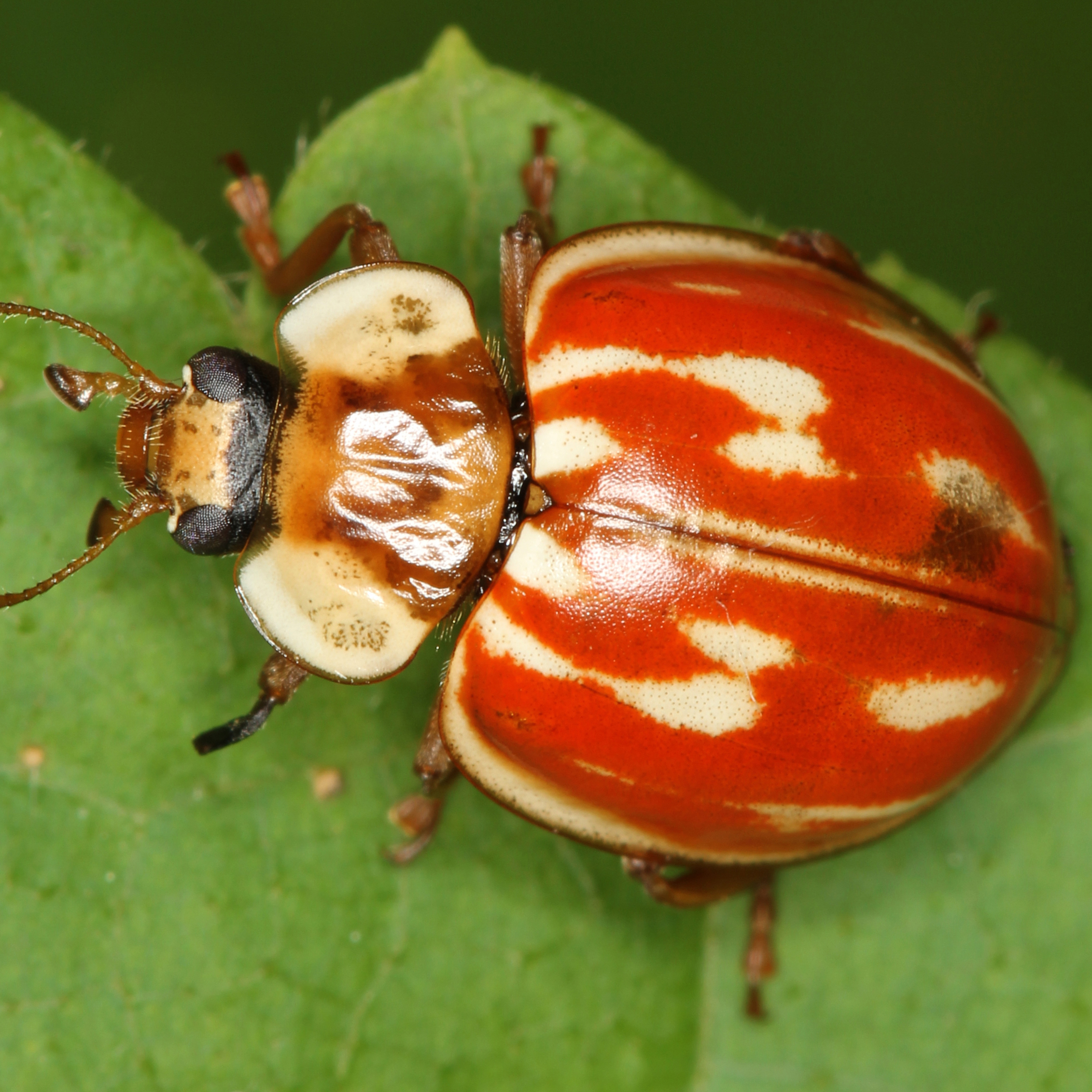 15052013000054 386 art 450 myzia oblongopunctata 1