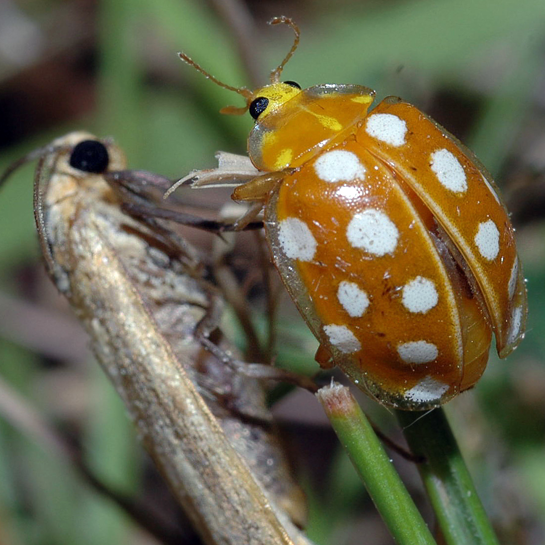 15052013000339 387 art 451 halyzia sedecimguttata 3