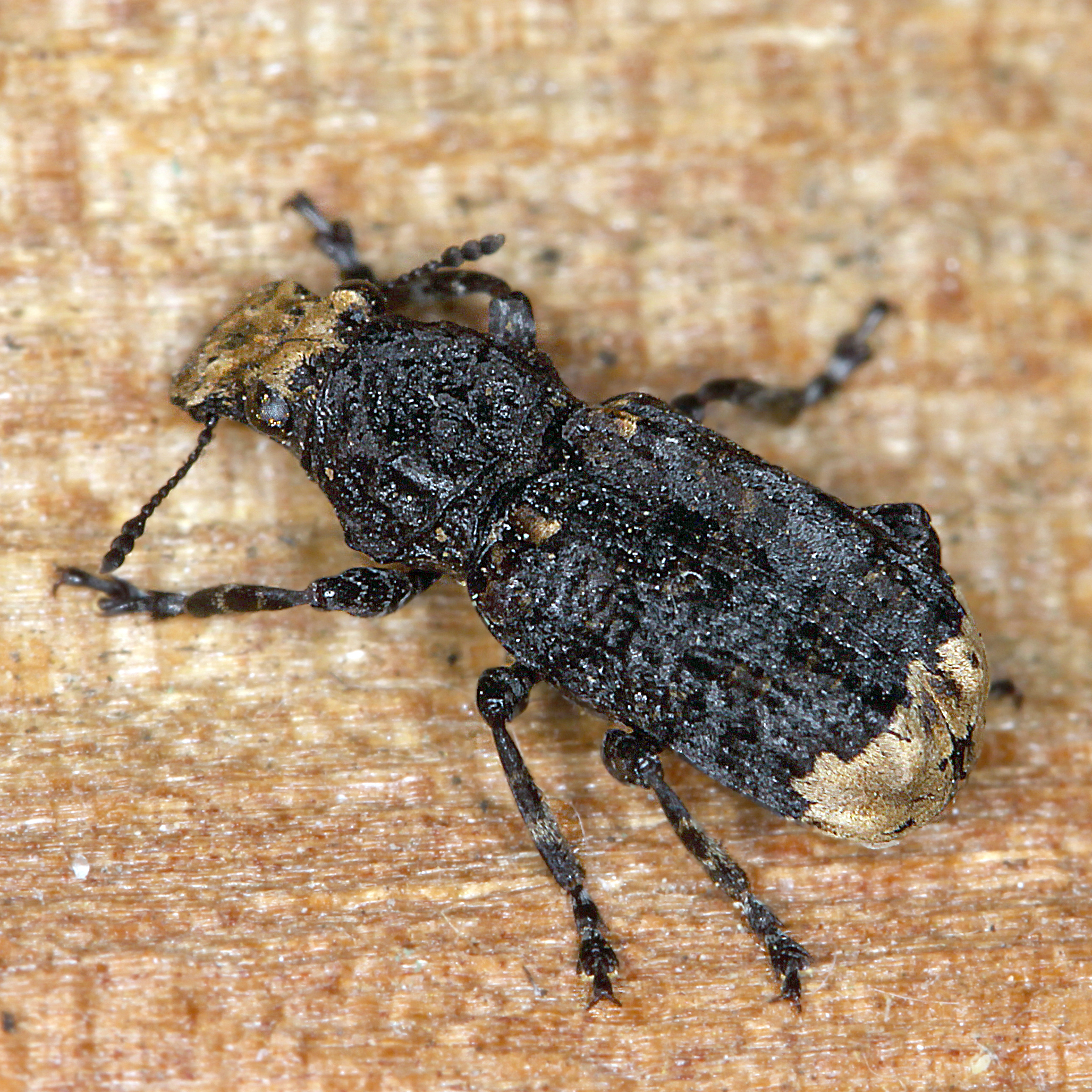 15052013001147 389 art 453 platyrhinus resinosus 1