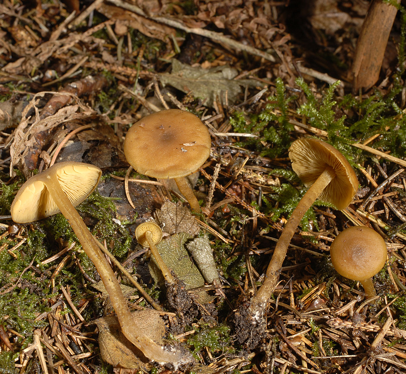 15052013103446 392 art 456 7041 callistosporium luteoolivaceum e46 kopie