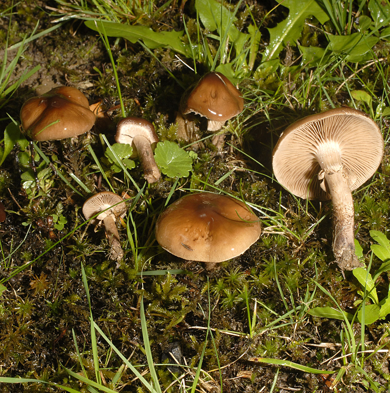 15052013105057 393 art 458 7053 agrocybe erebia e9 kopie