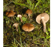 Leberbrauner Ackerling