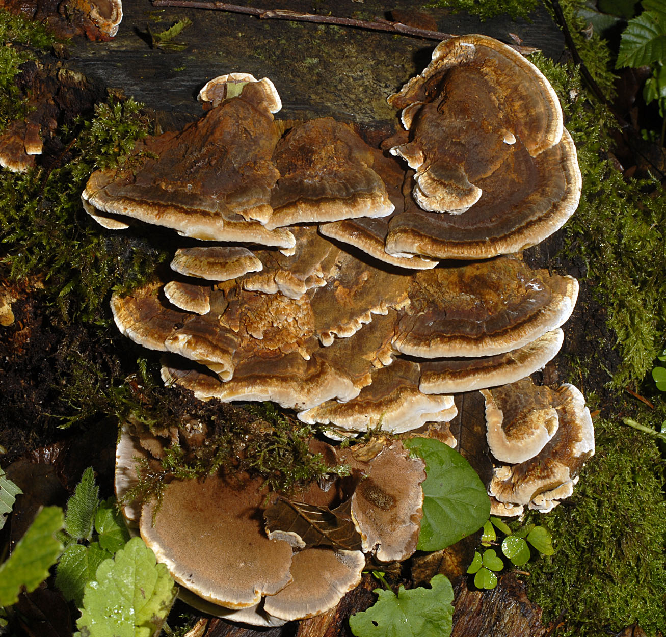 15052013110759 394 art 259 6961 ino radiatus e88 kopie