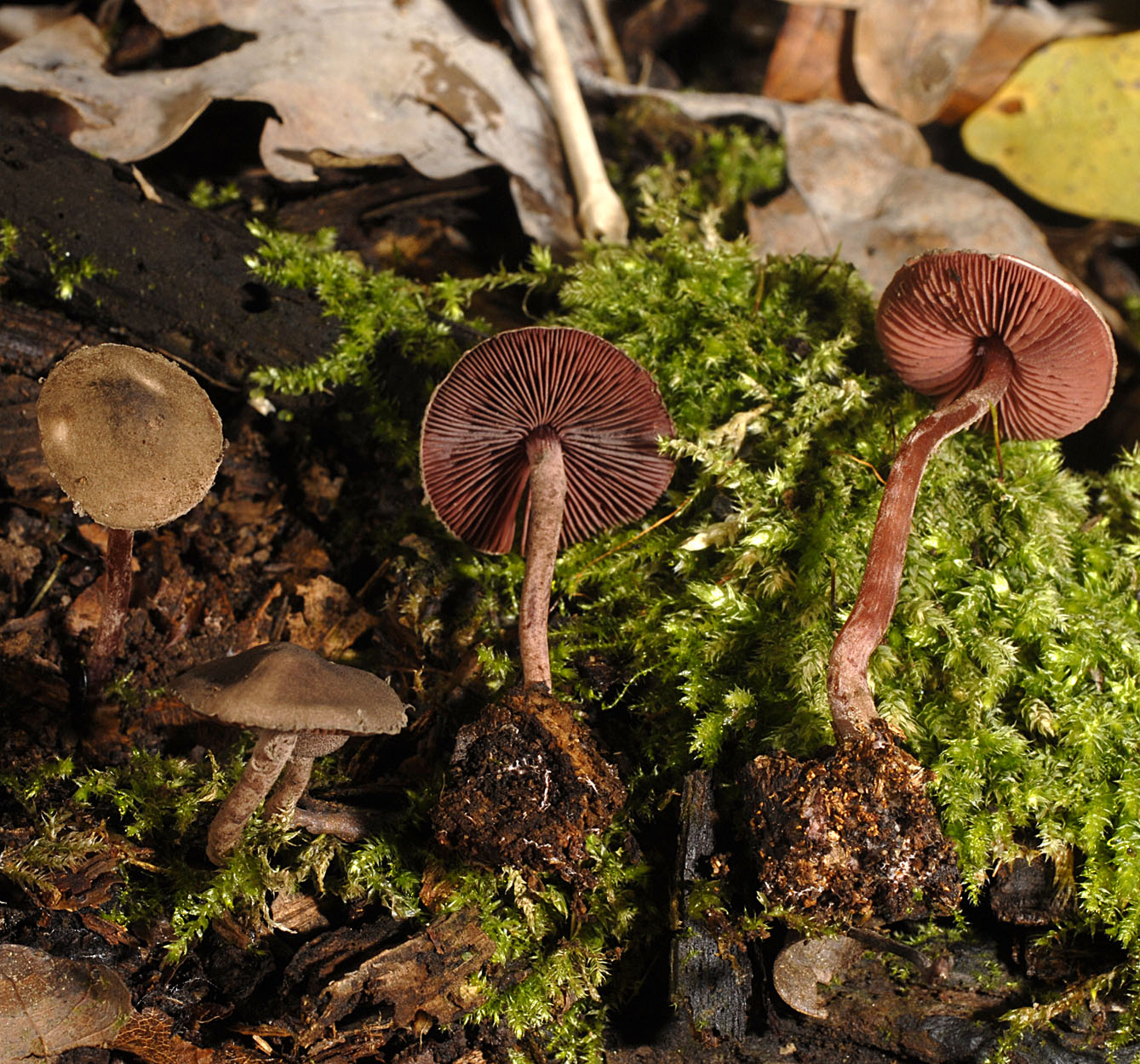 15052013110924 396 art 460 7073 melanophyllum haematospermum e135 kopie