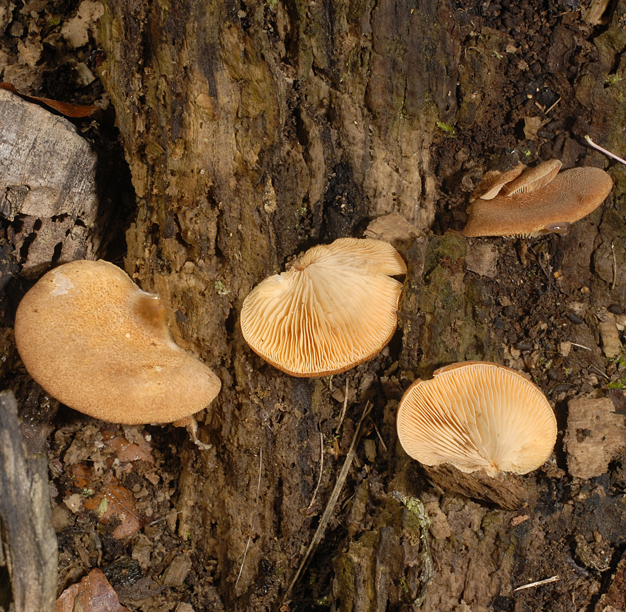 15052013112147 397 art 461 7059 crepidotus crocophyllus e83 kopie