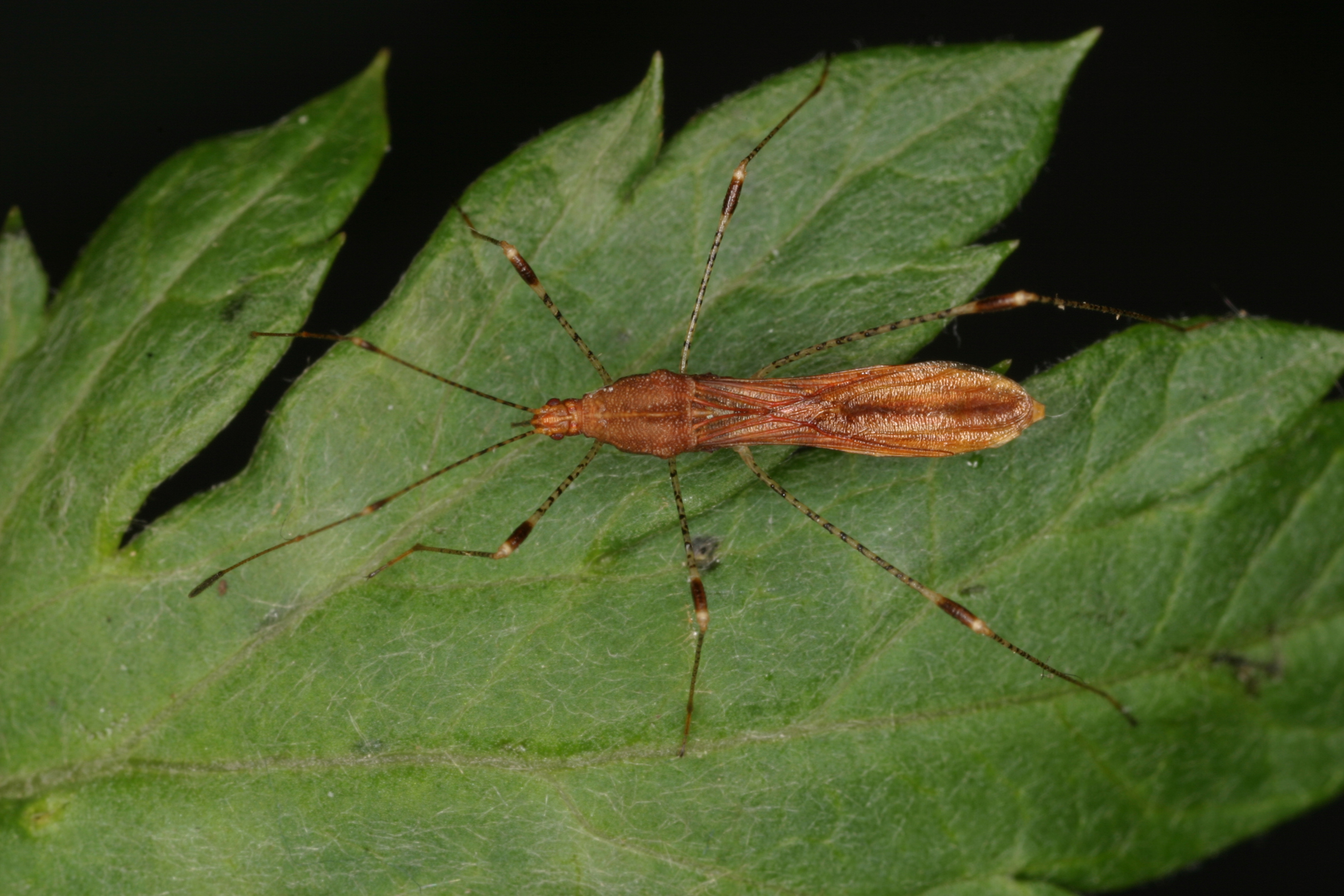 15052013120418 399 art 423 metatropis rufescens wolfgang rabitsch