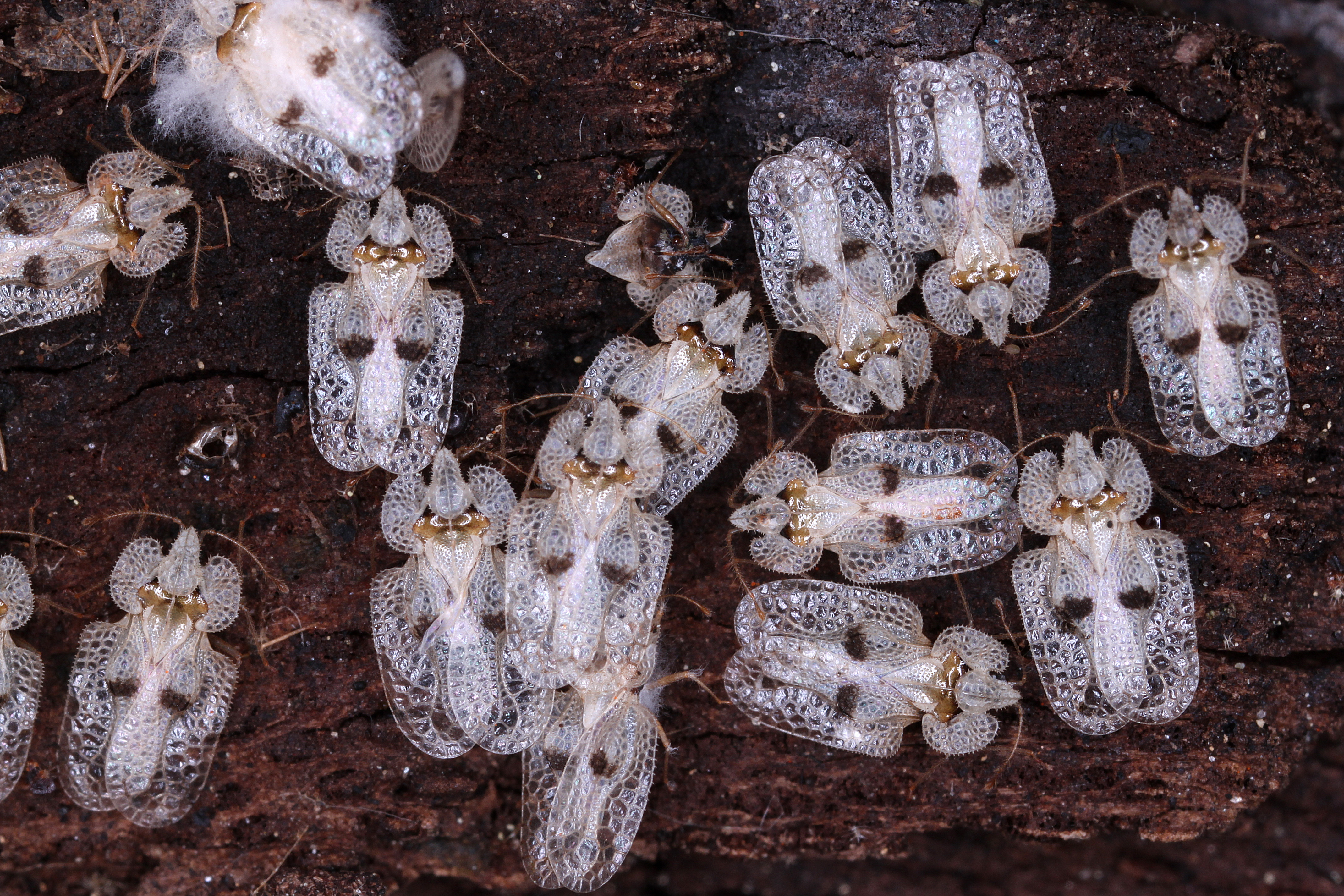 15052013120713 400 art 420 corythucha ciliata gernot kunz