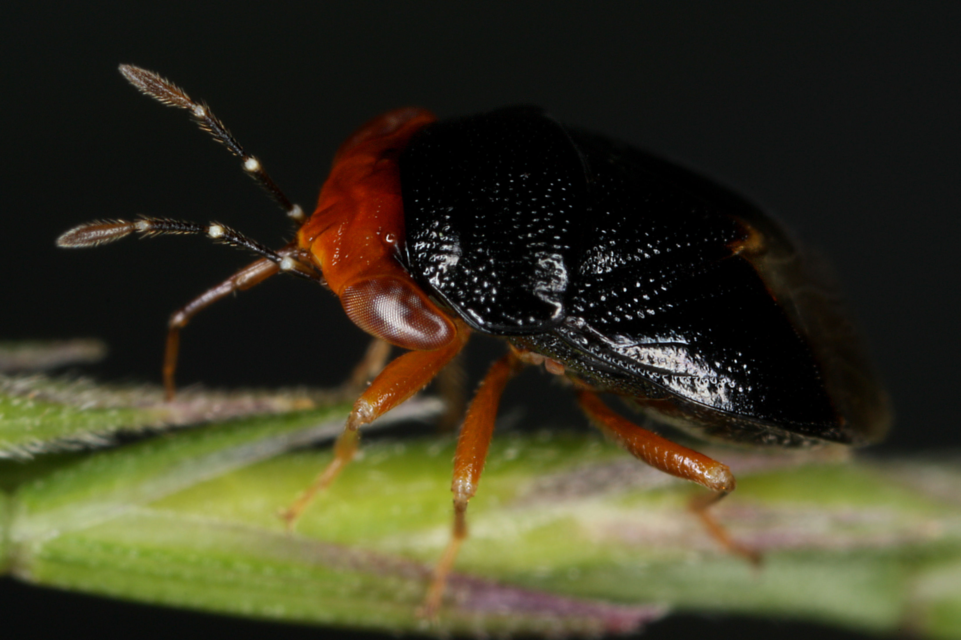 15052013120904 401 art 419 geocoris erytrocephalus gernot kunz