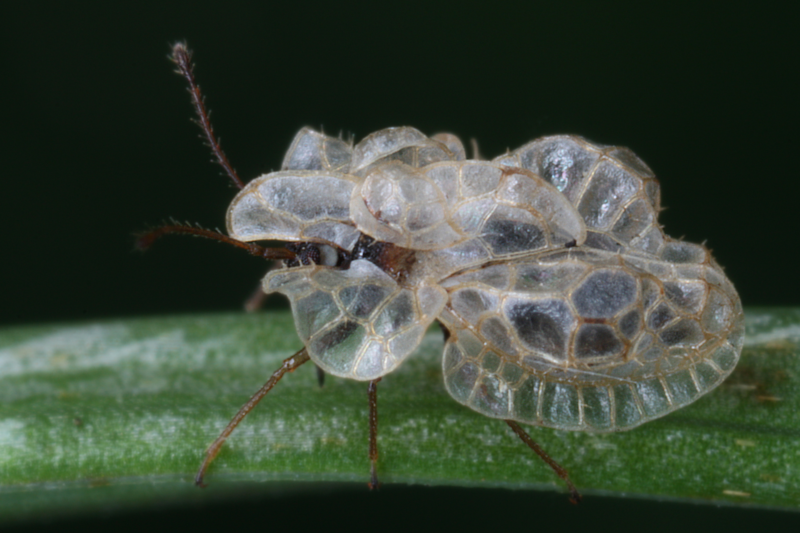 15052013121252 403 art 408 hyalochiton komaroffii gernot kunz