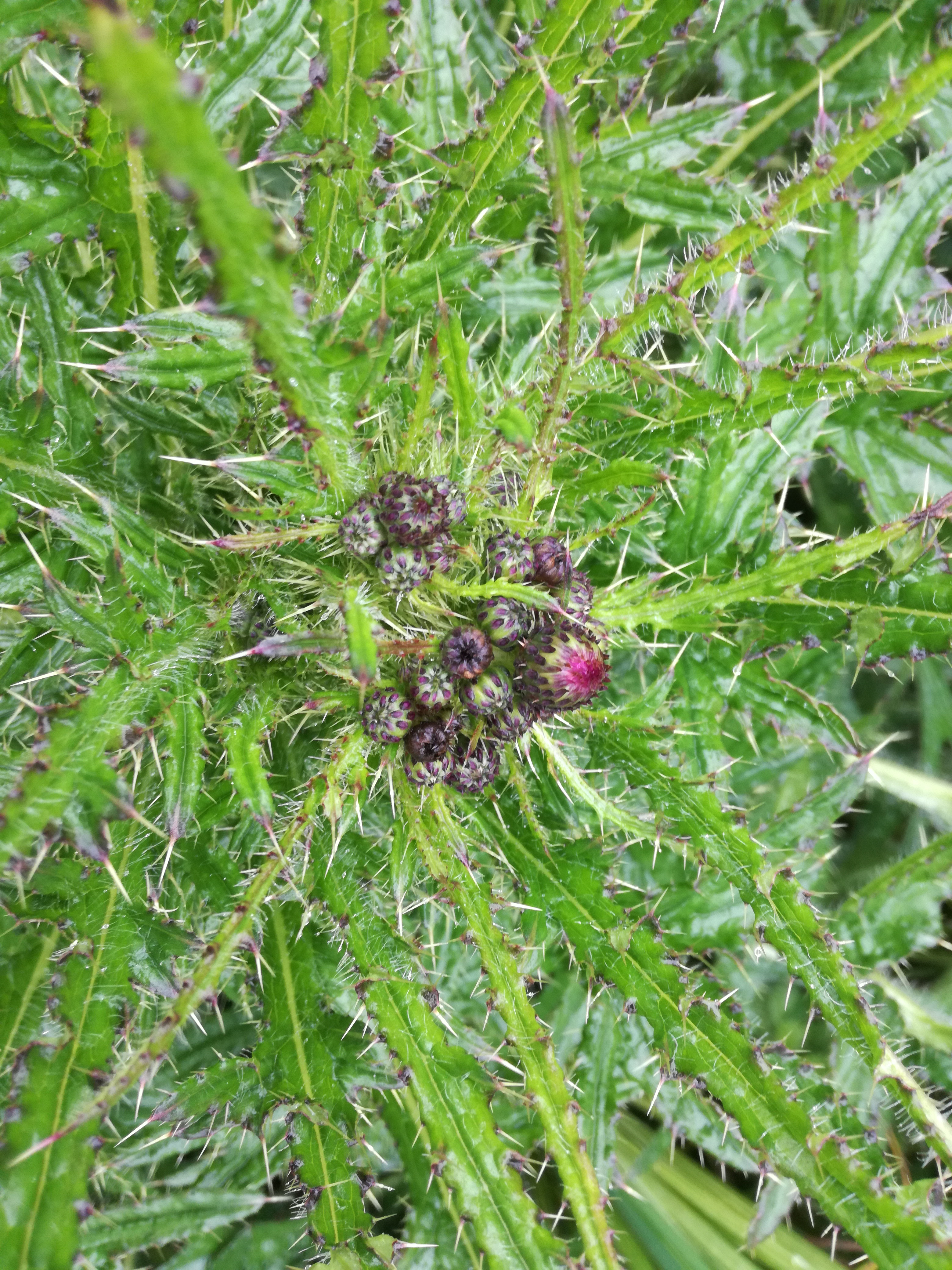 15052018105833 3625 art 2180 img 20180514 151010